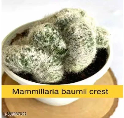 🌵 Top Tips for Healthy Mammillaria Baumii Growth and Blooming