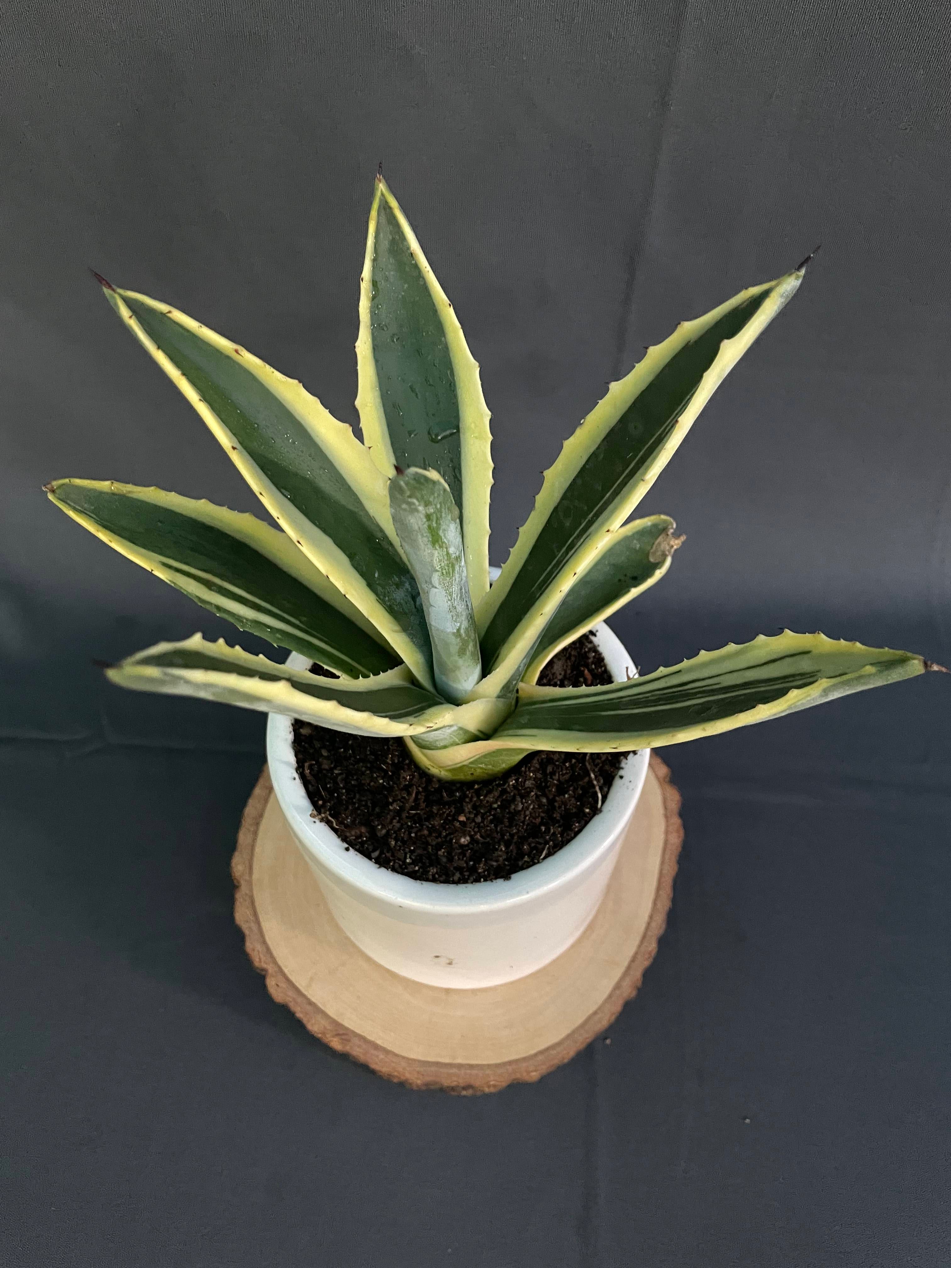 Agave Americana Marginata Aurea