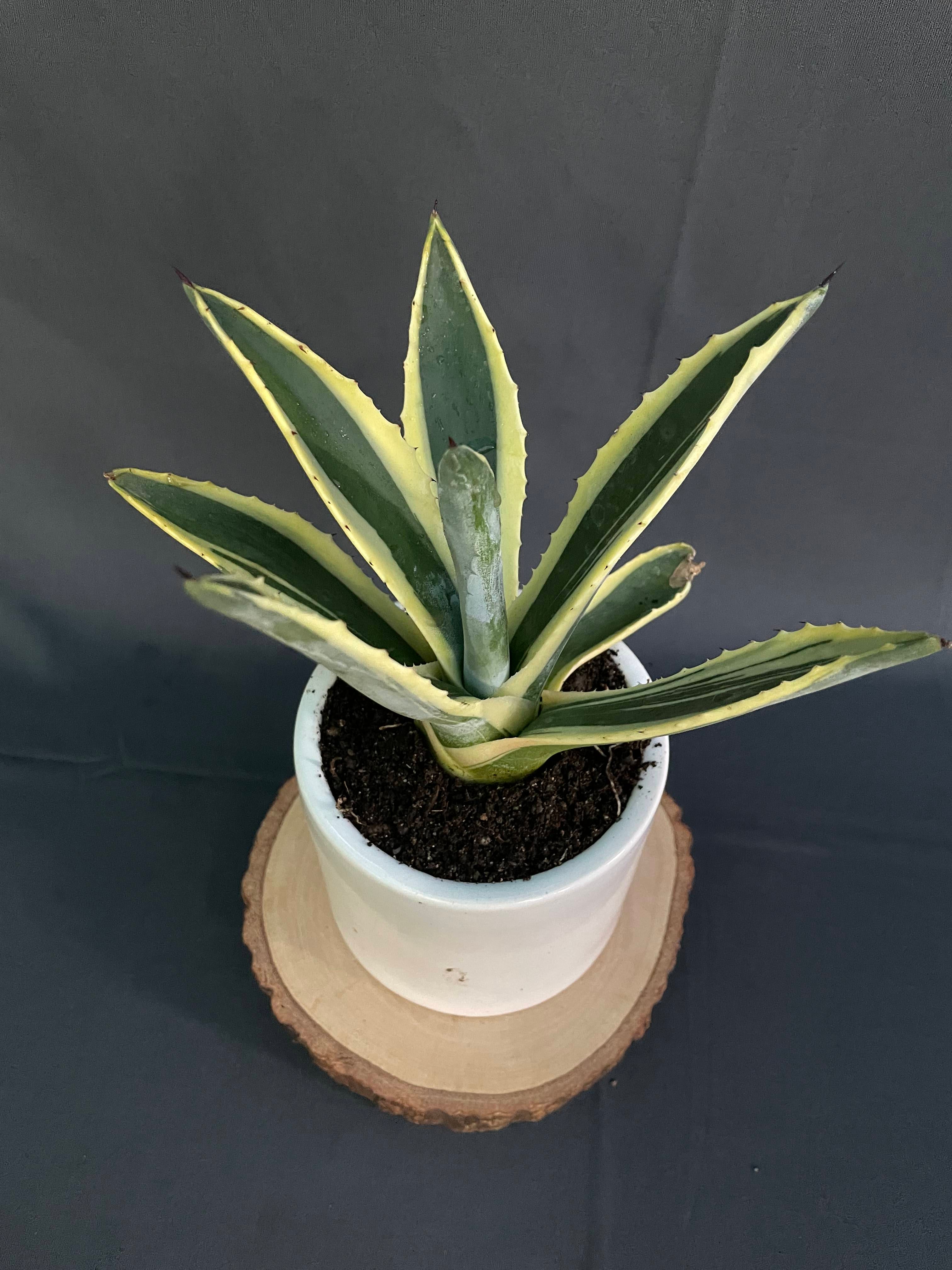 Agave Americana Marginata Aurea
