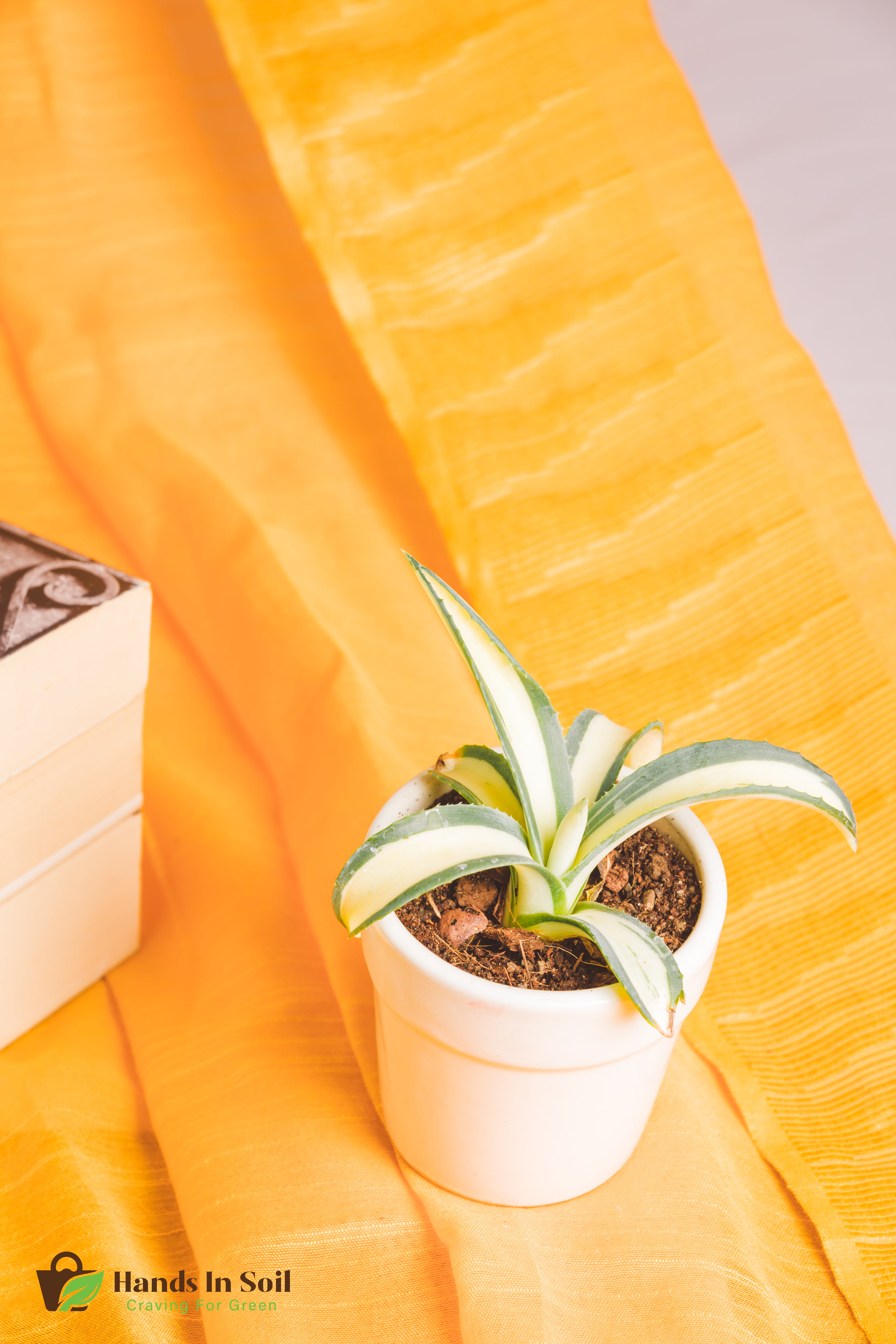 Agave Americana Mediopicta Aurea Alba