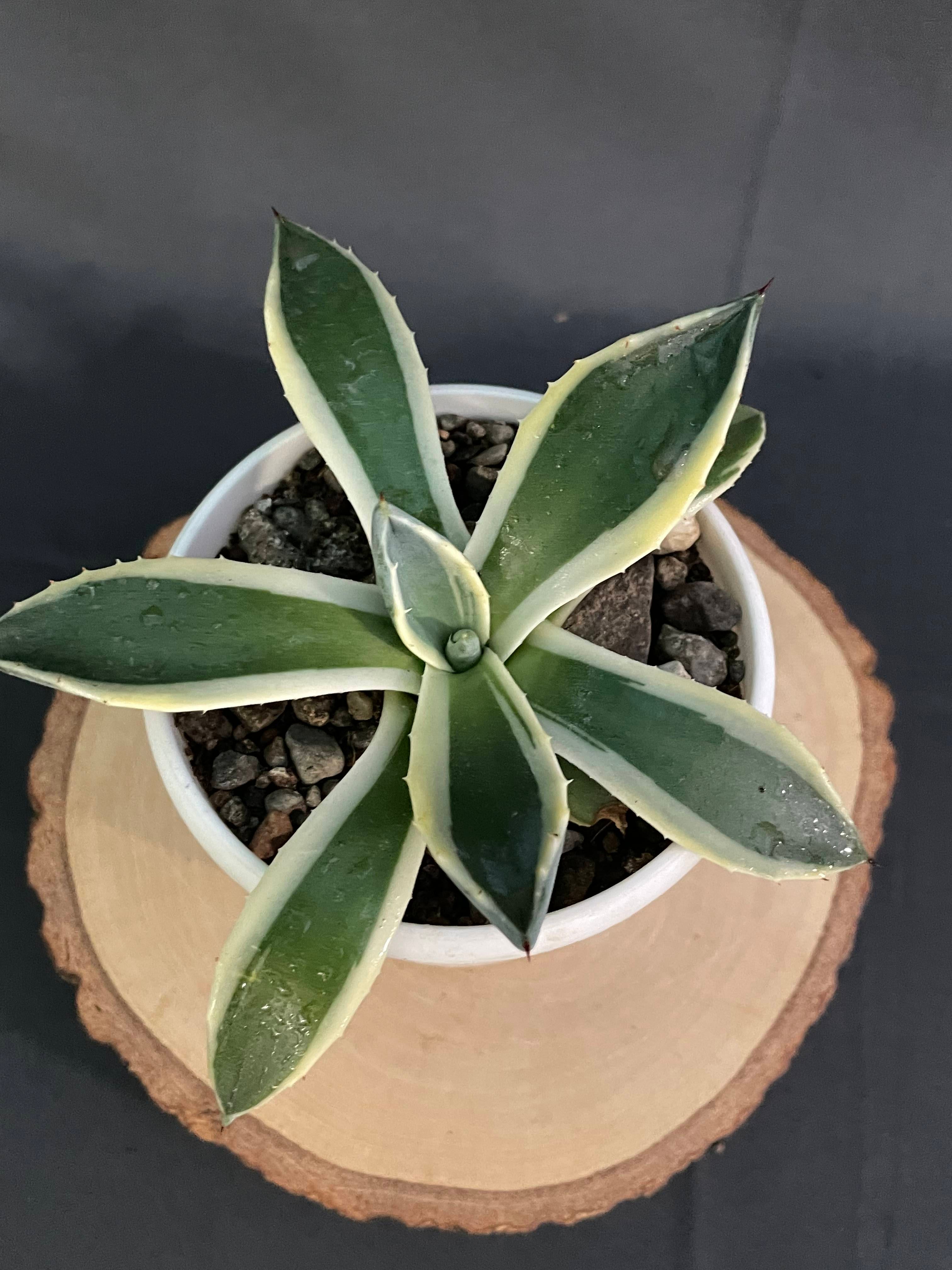 Agave Applanta Cream Spike Small