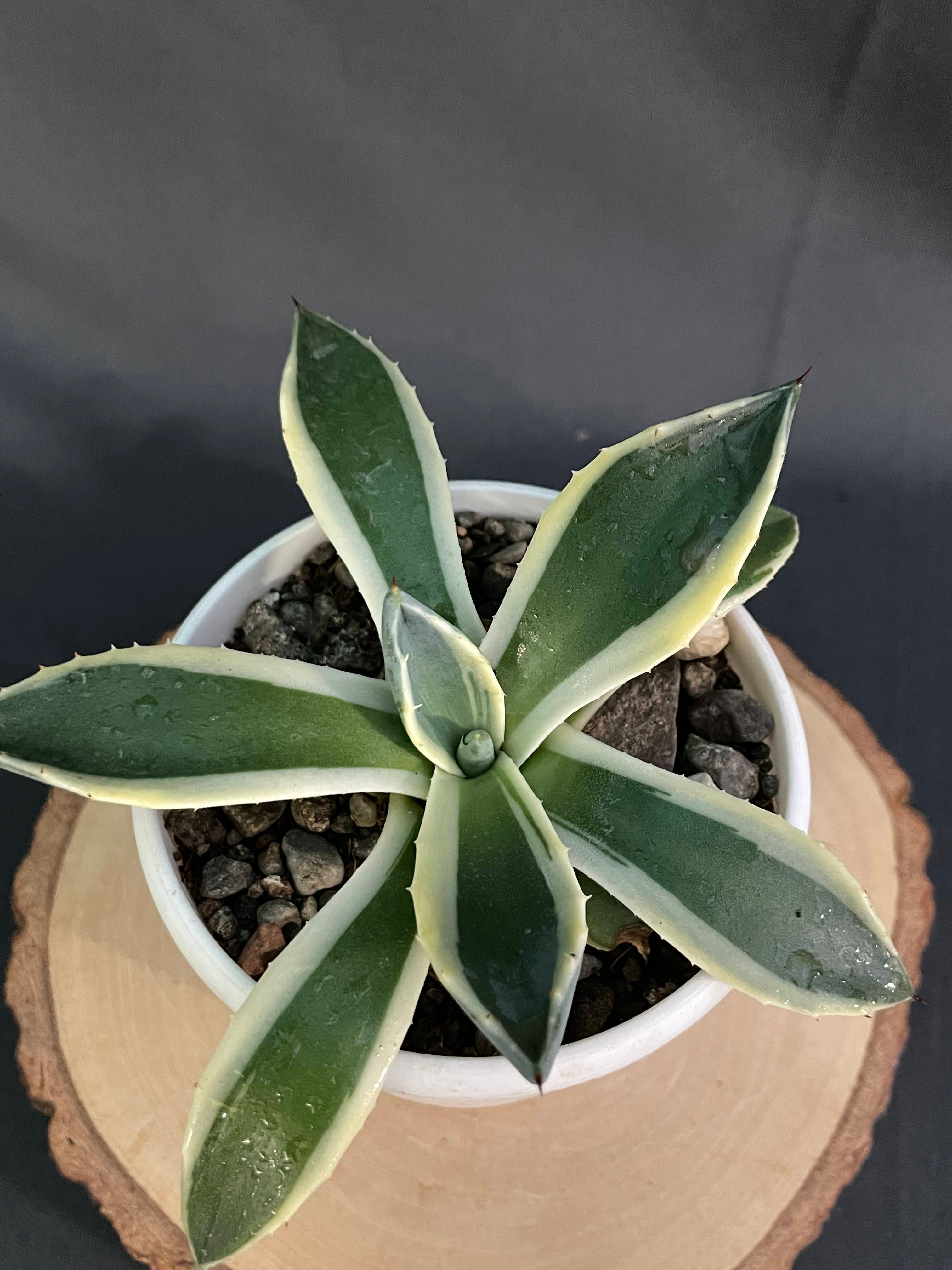 Agave Applanta Cream Spike Small