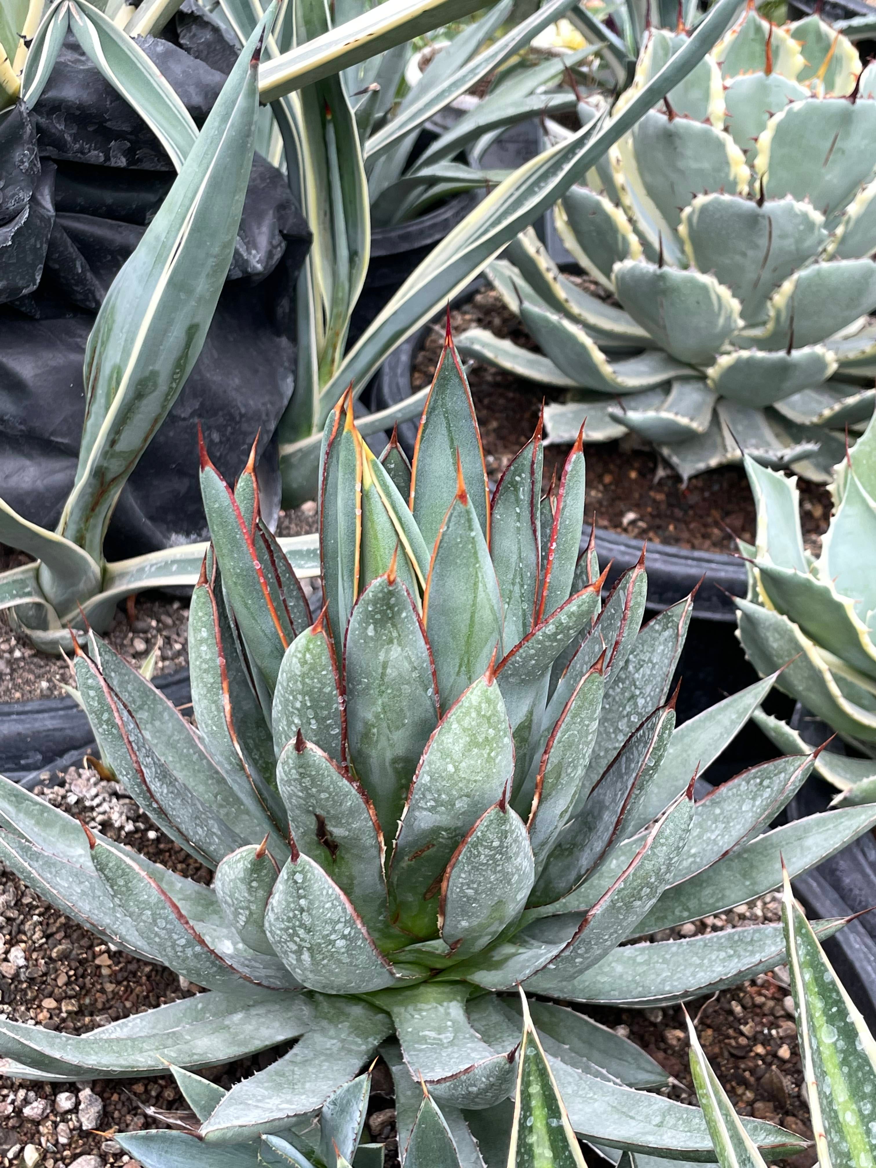 Agave ‘Burnt Burgundy’