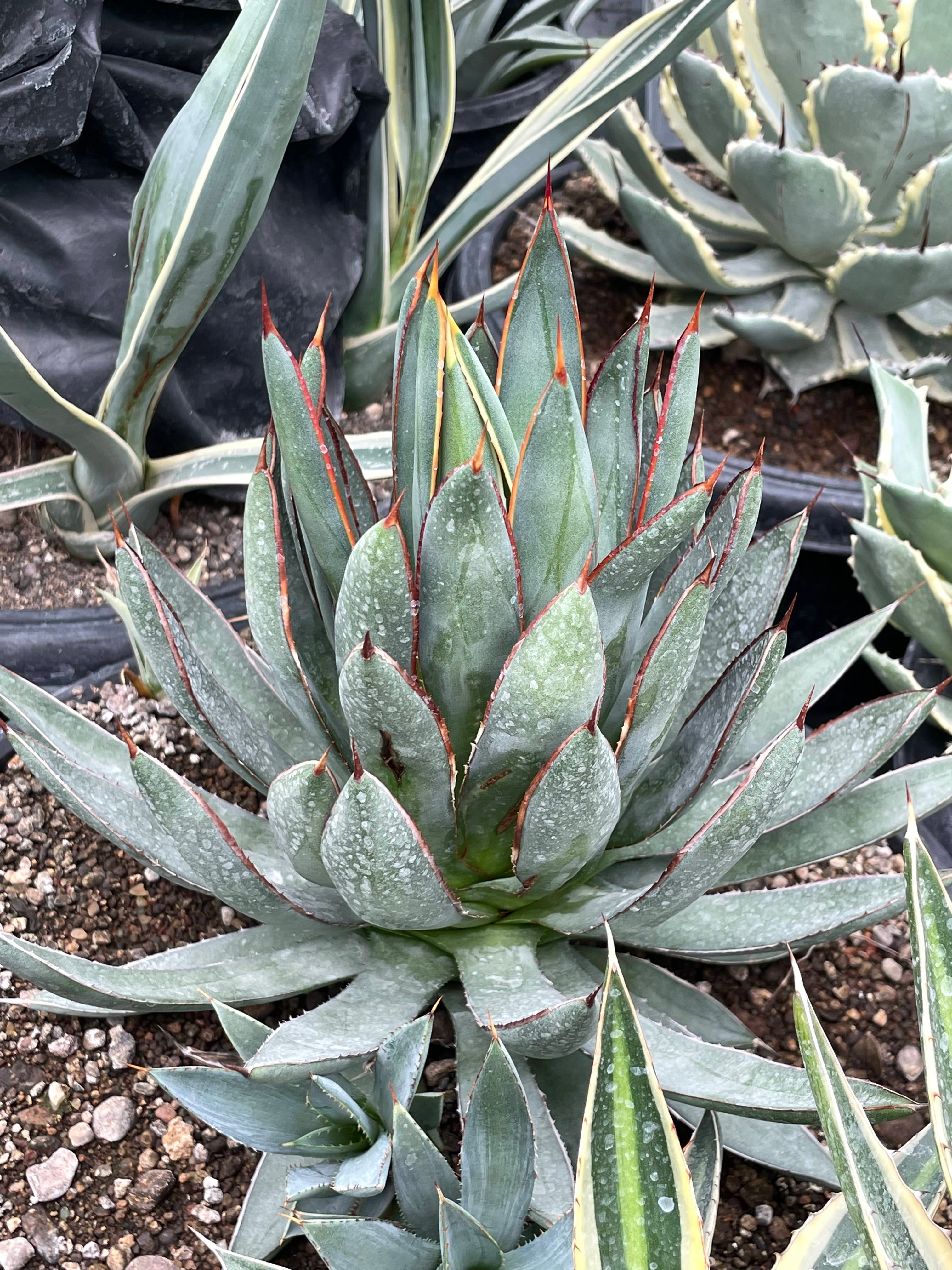 Agave Burnt Burgundy