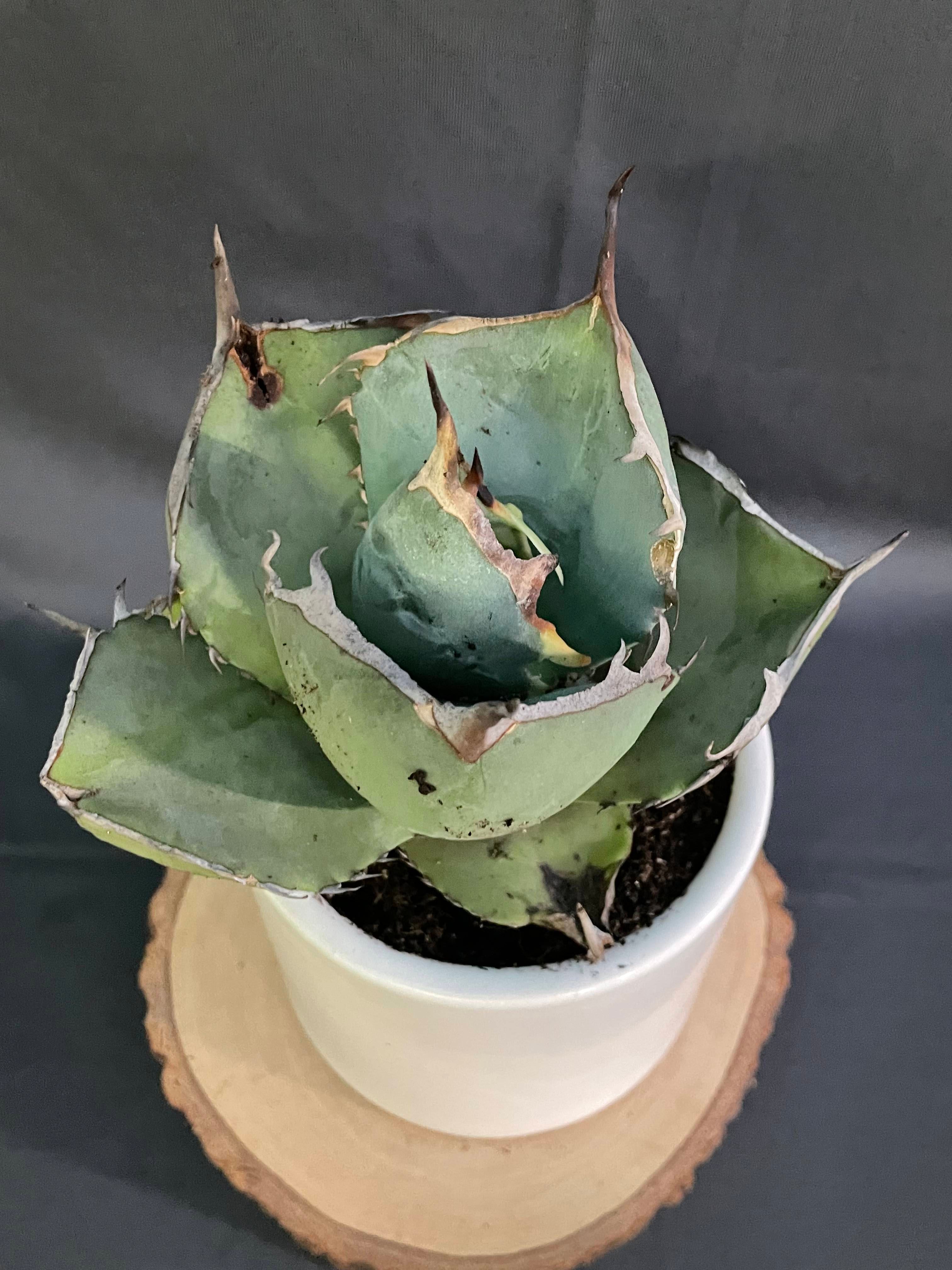 Agave Jaggernut