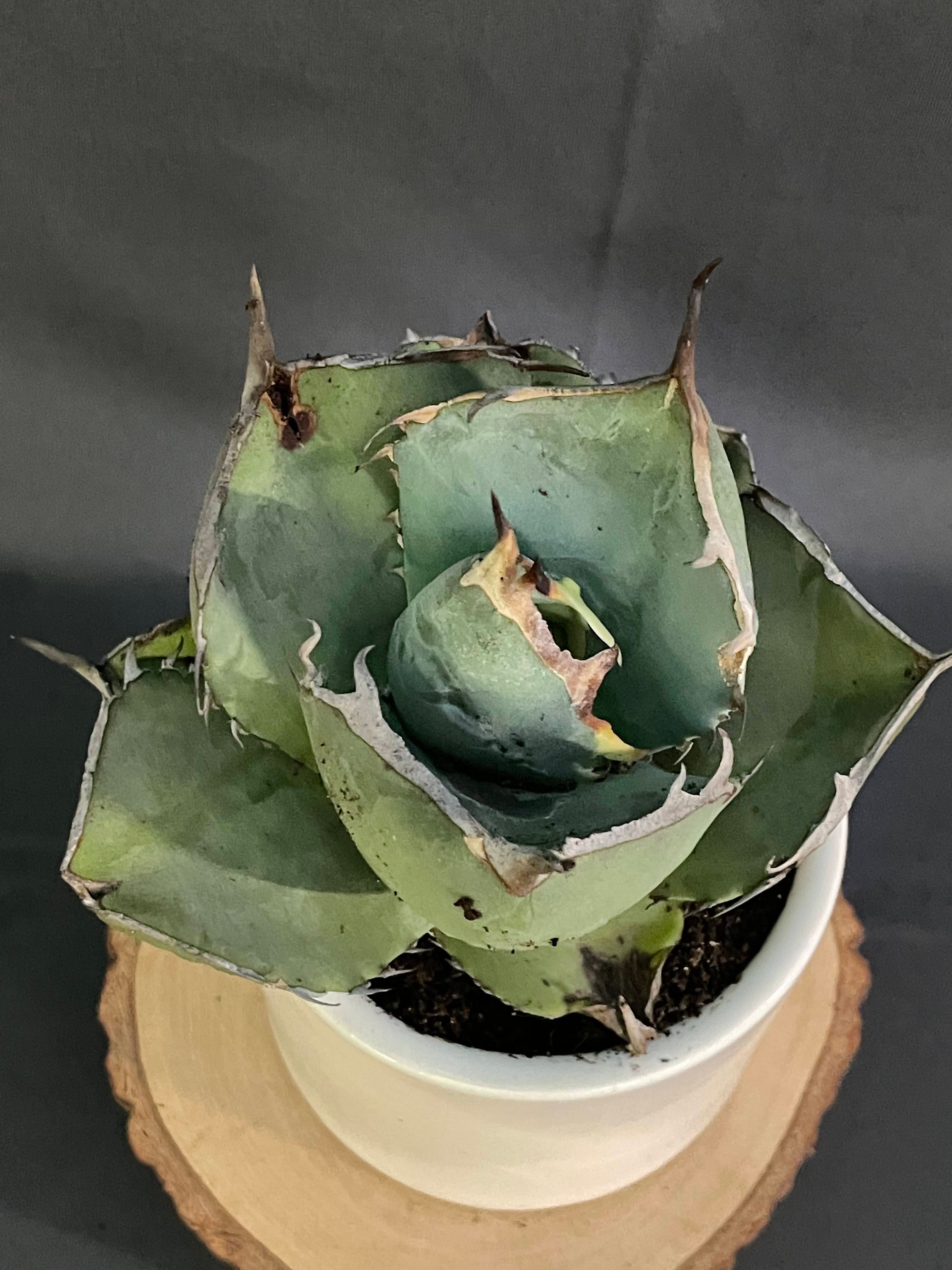 Agave Jaggernut