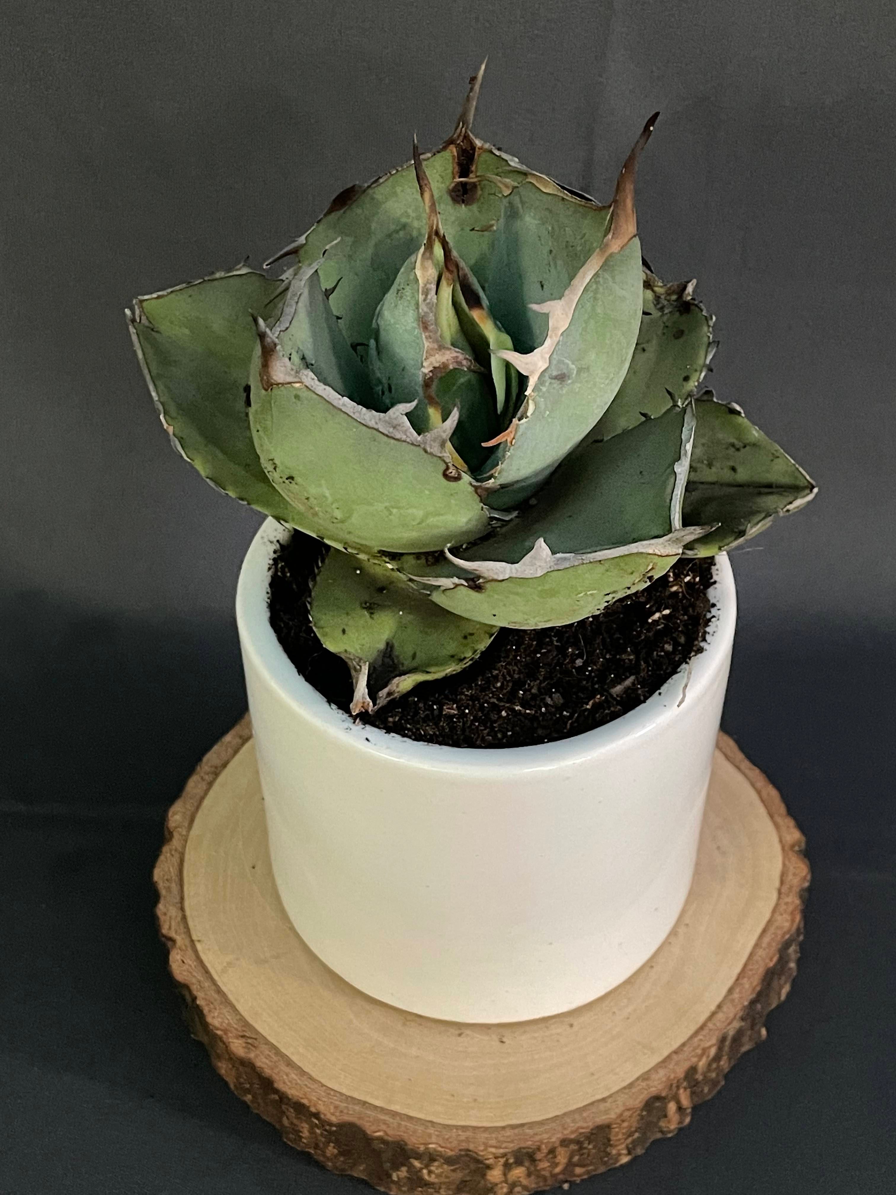 Agave Jaggernut