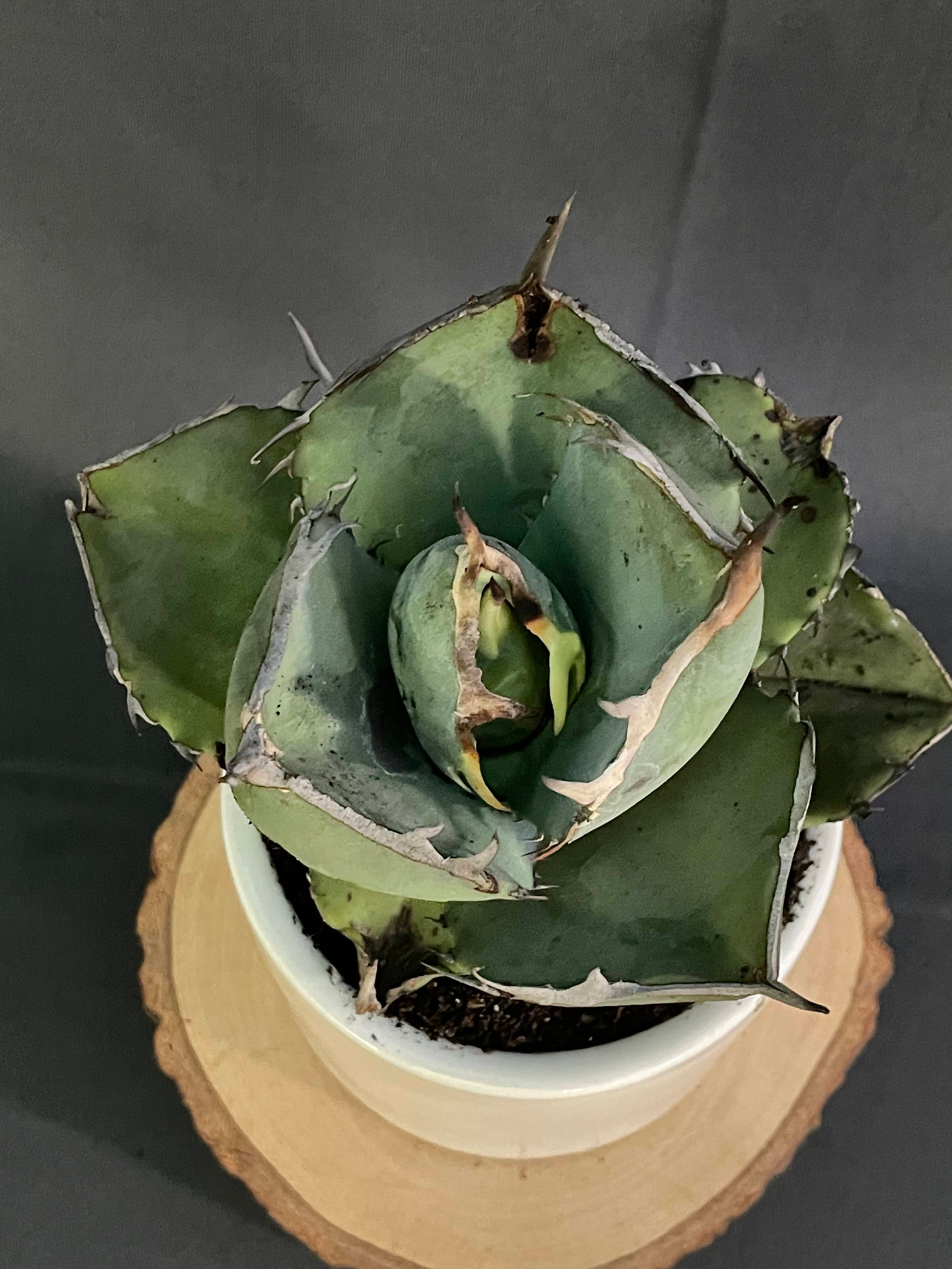 Agave Jaggernut