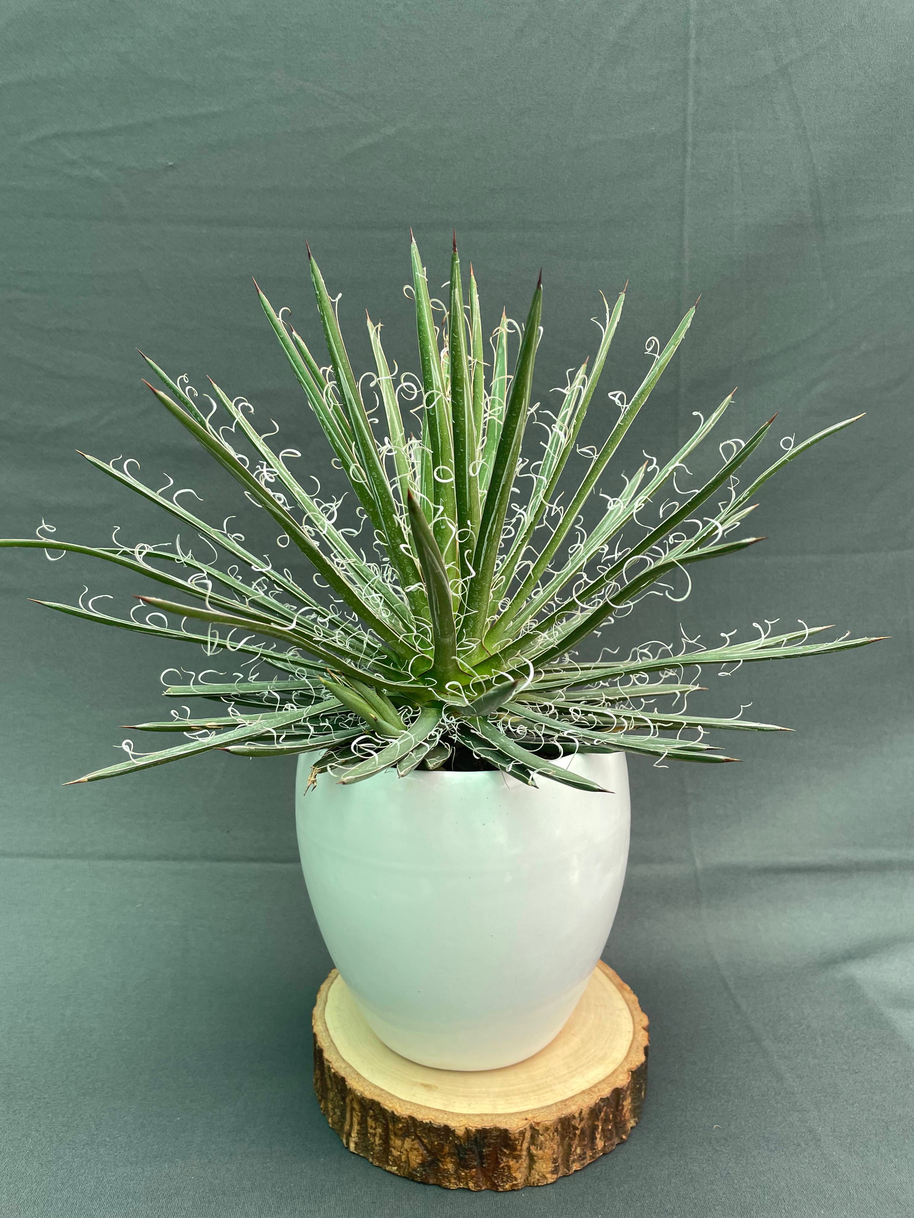 Agave Leopoldi Variegated Cv Hammertime Big
