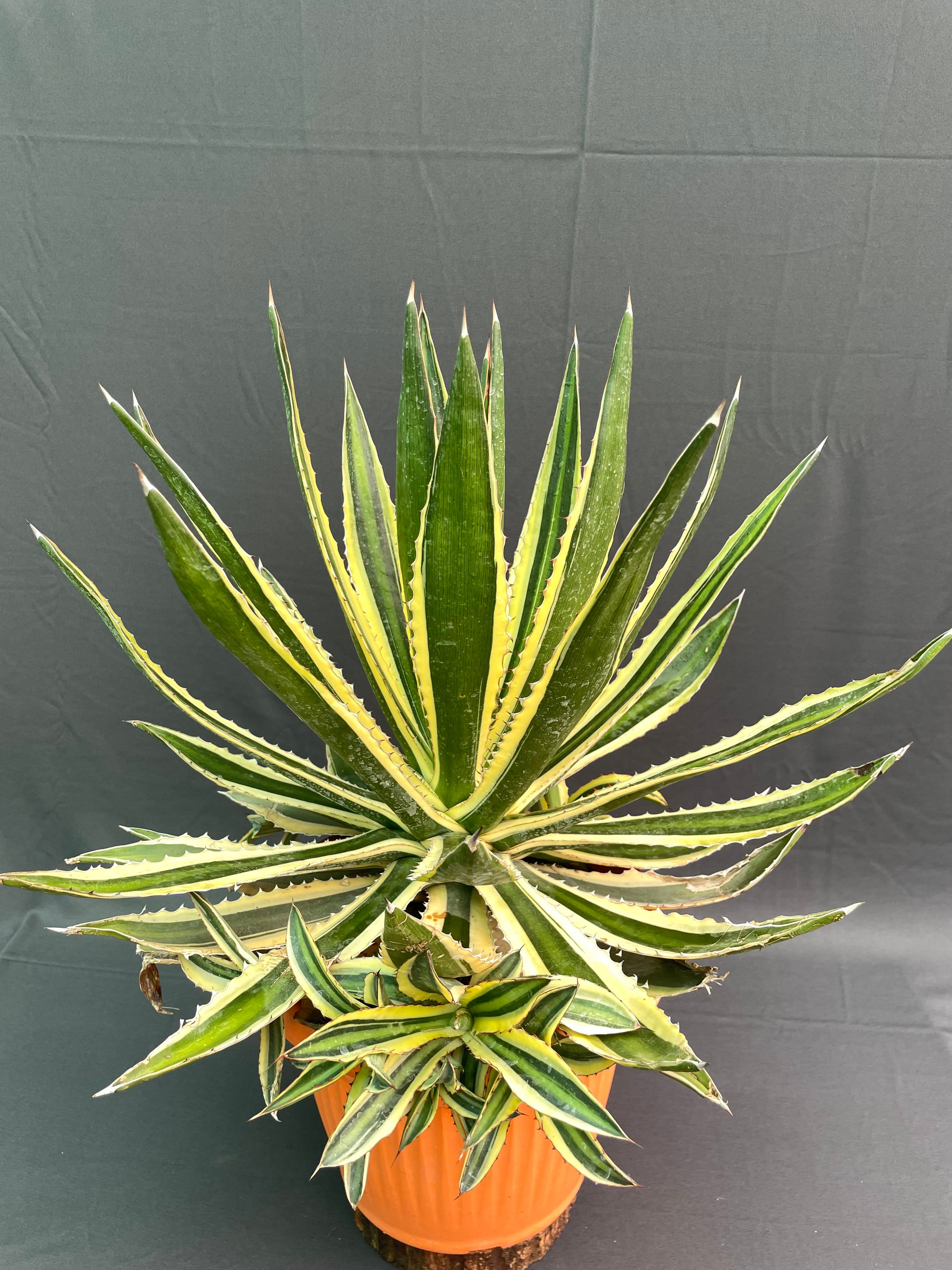 Agave Lophantha Quadricolor Big