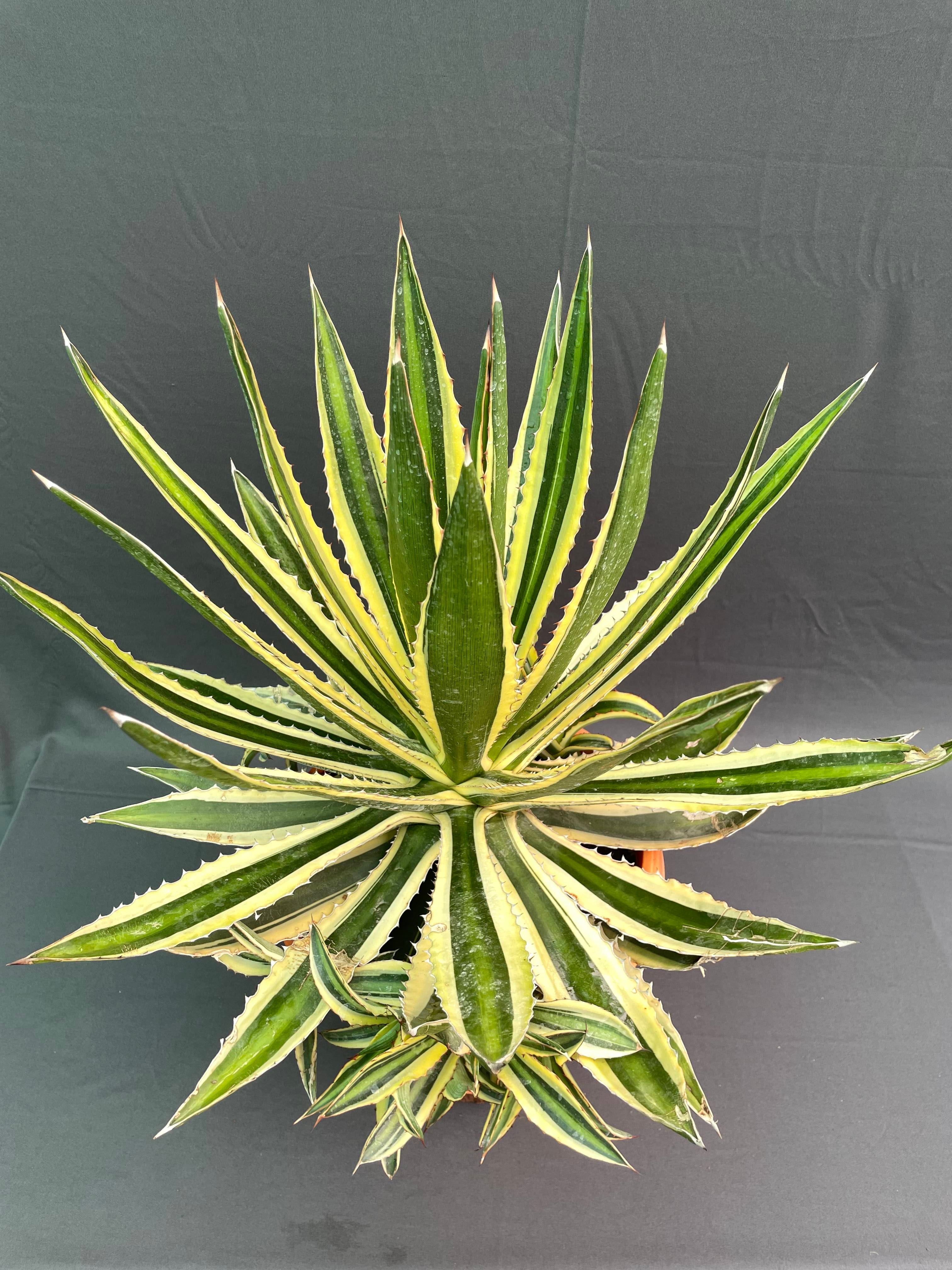Agave Lophantha Quadricolor Big