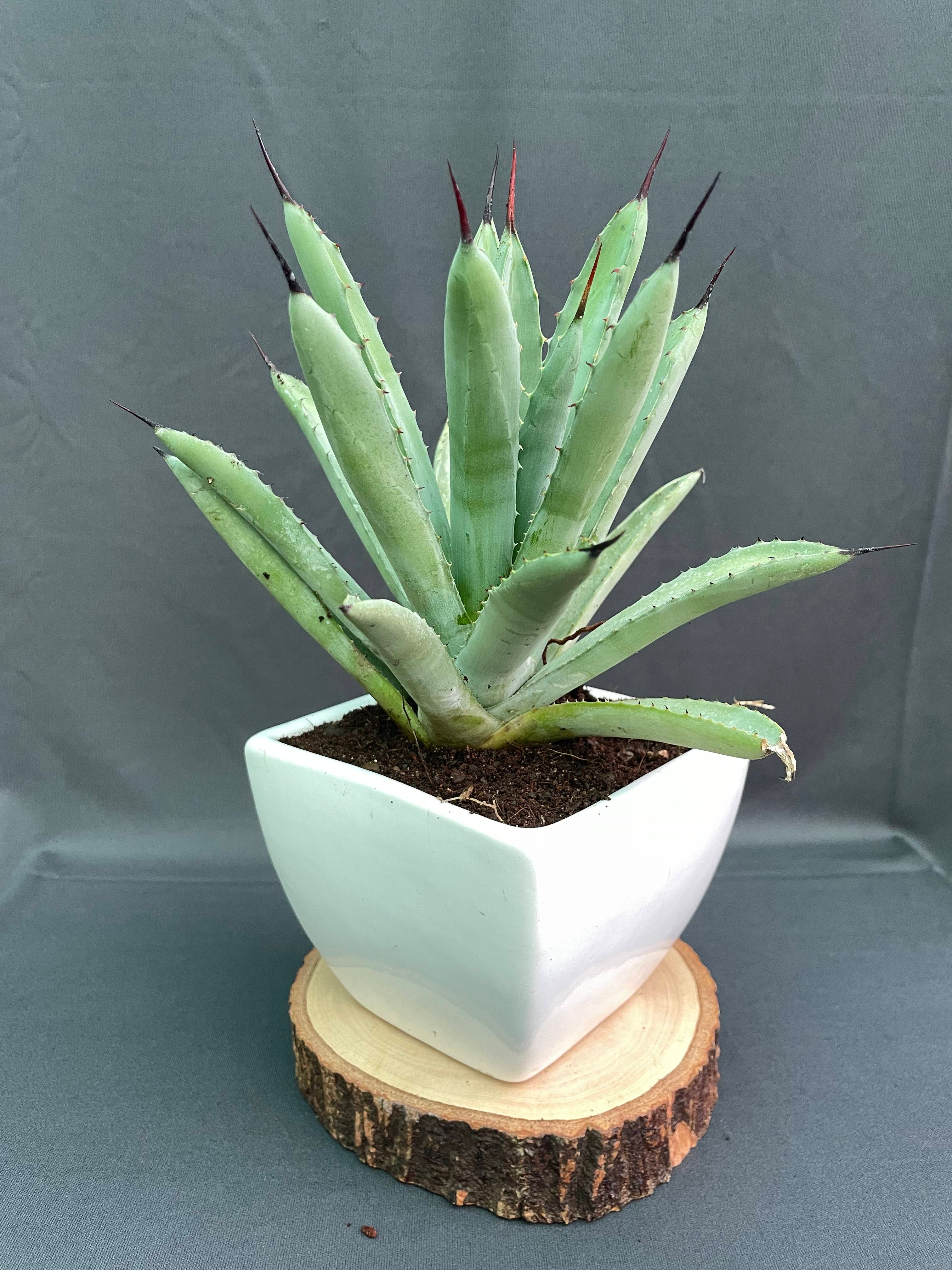 Agave Macroacantha