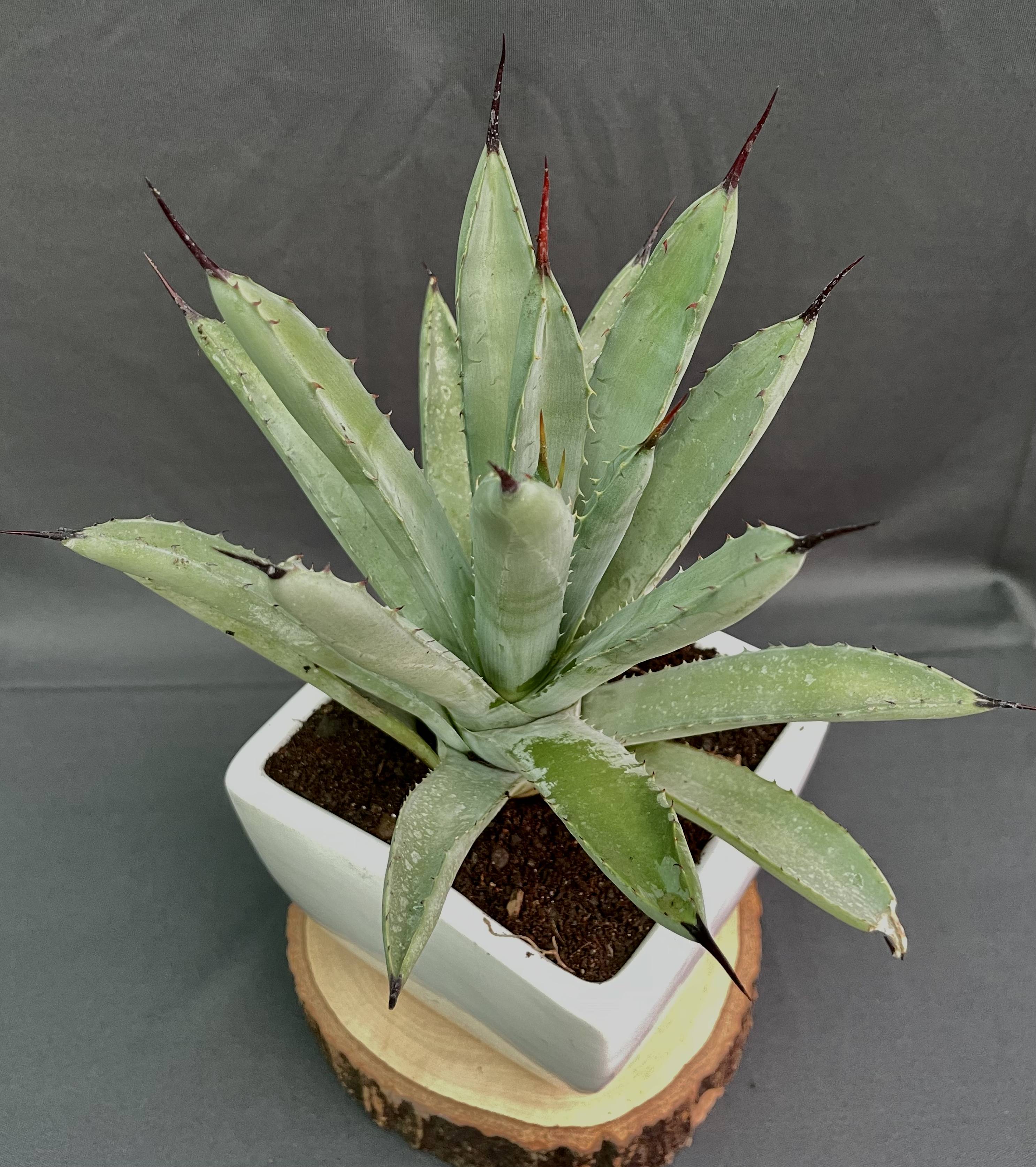 Agave Macroacantha