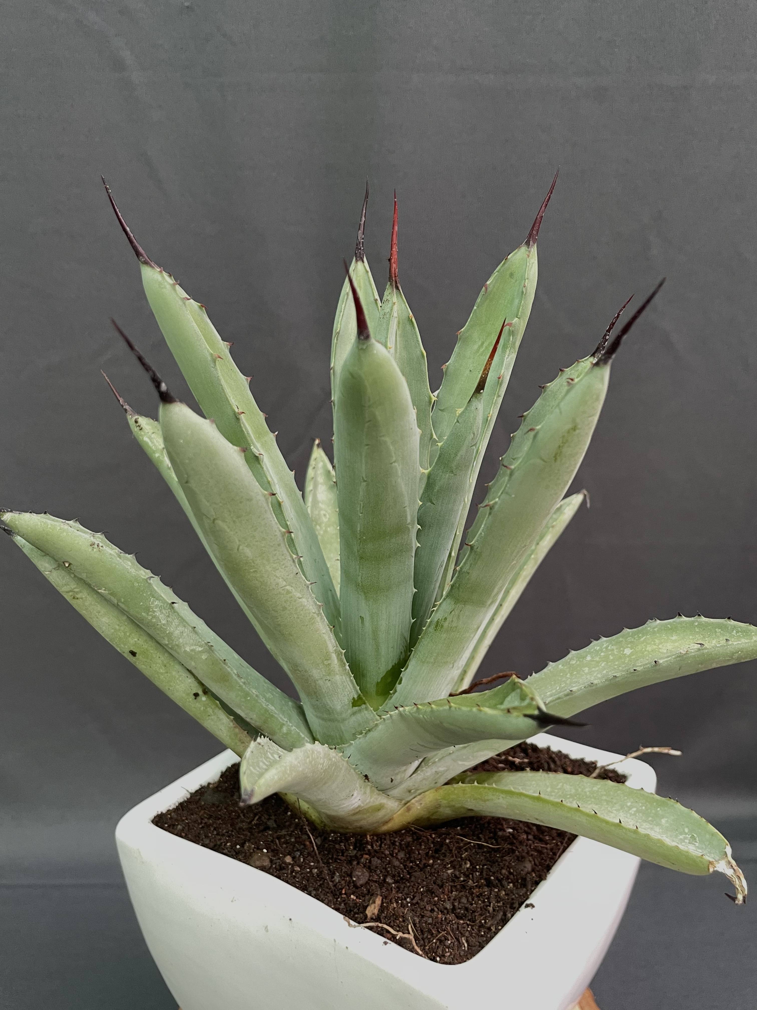 Agave Macroacantha