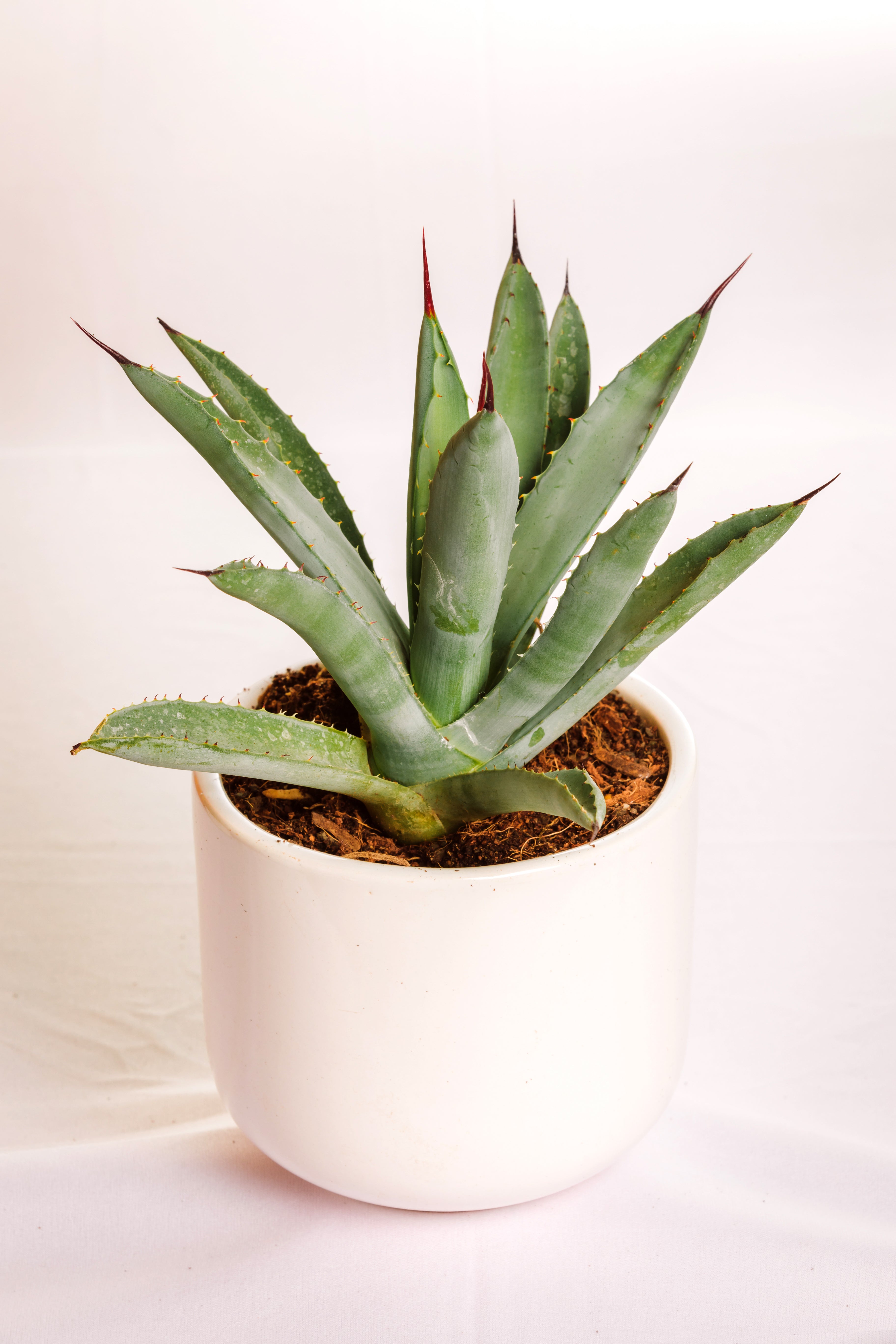 Agave Macroacantha