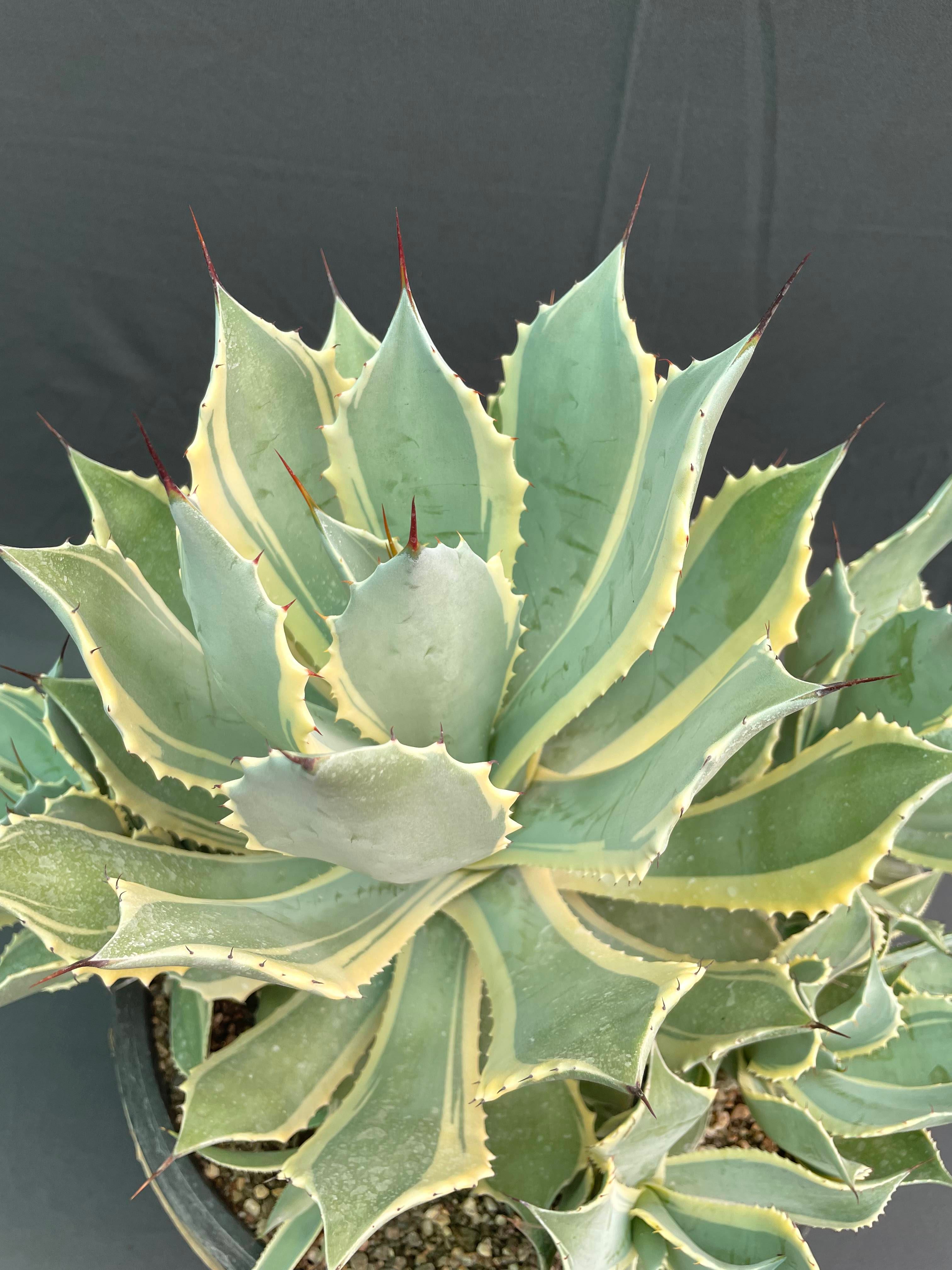 Agave Potatorum Bluewinds Variegated Big