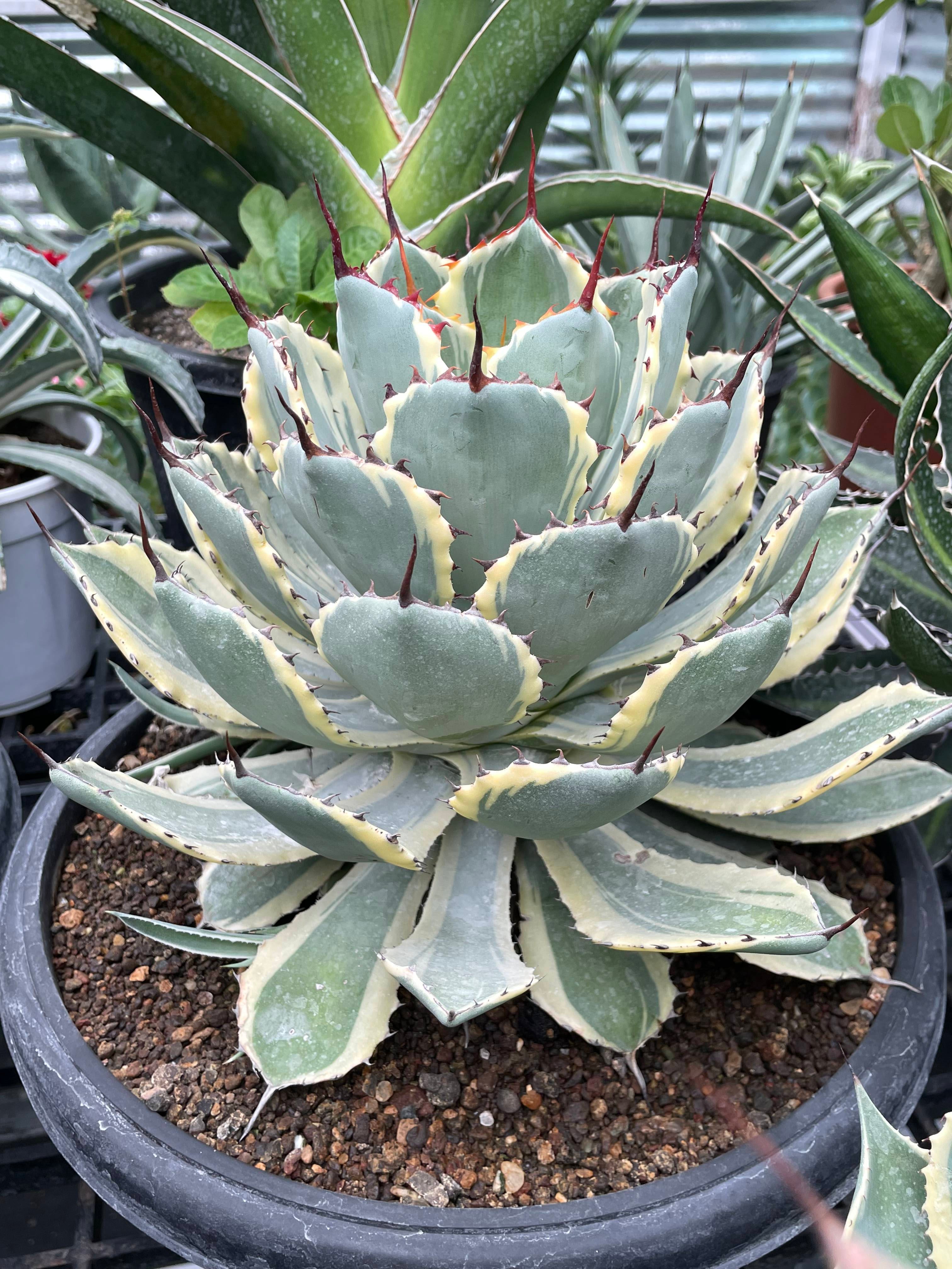 Agave_Potatorum_Kissho_Kan_Variegated_Big