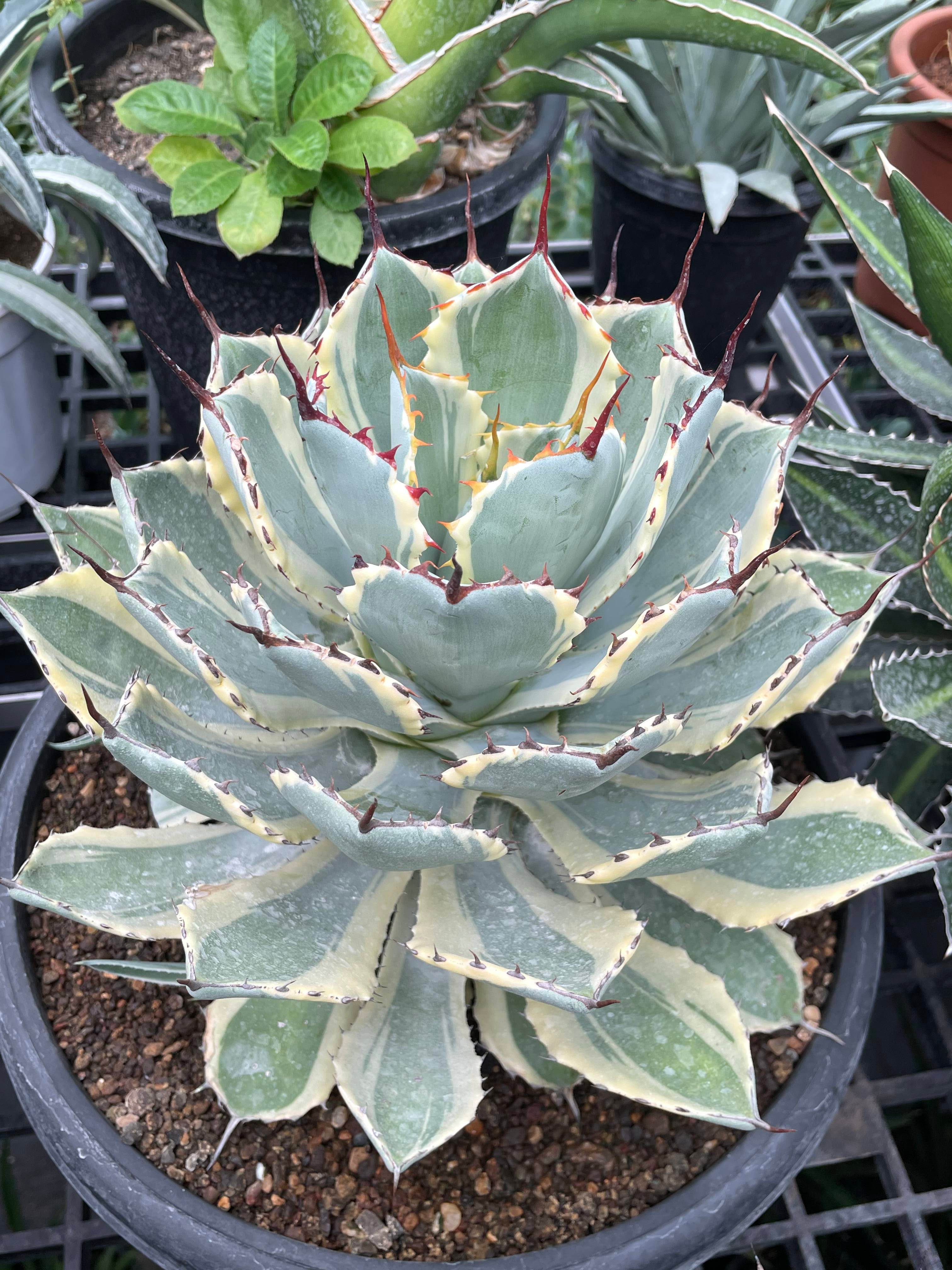 Agave_Potatorum_Kissho_Kan_Variegated_Big