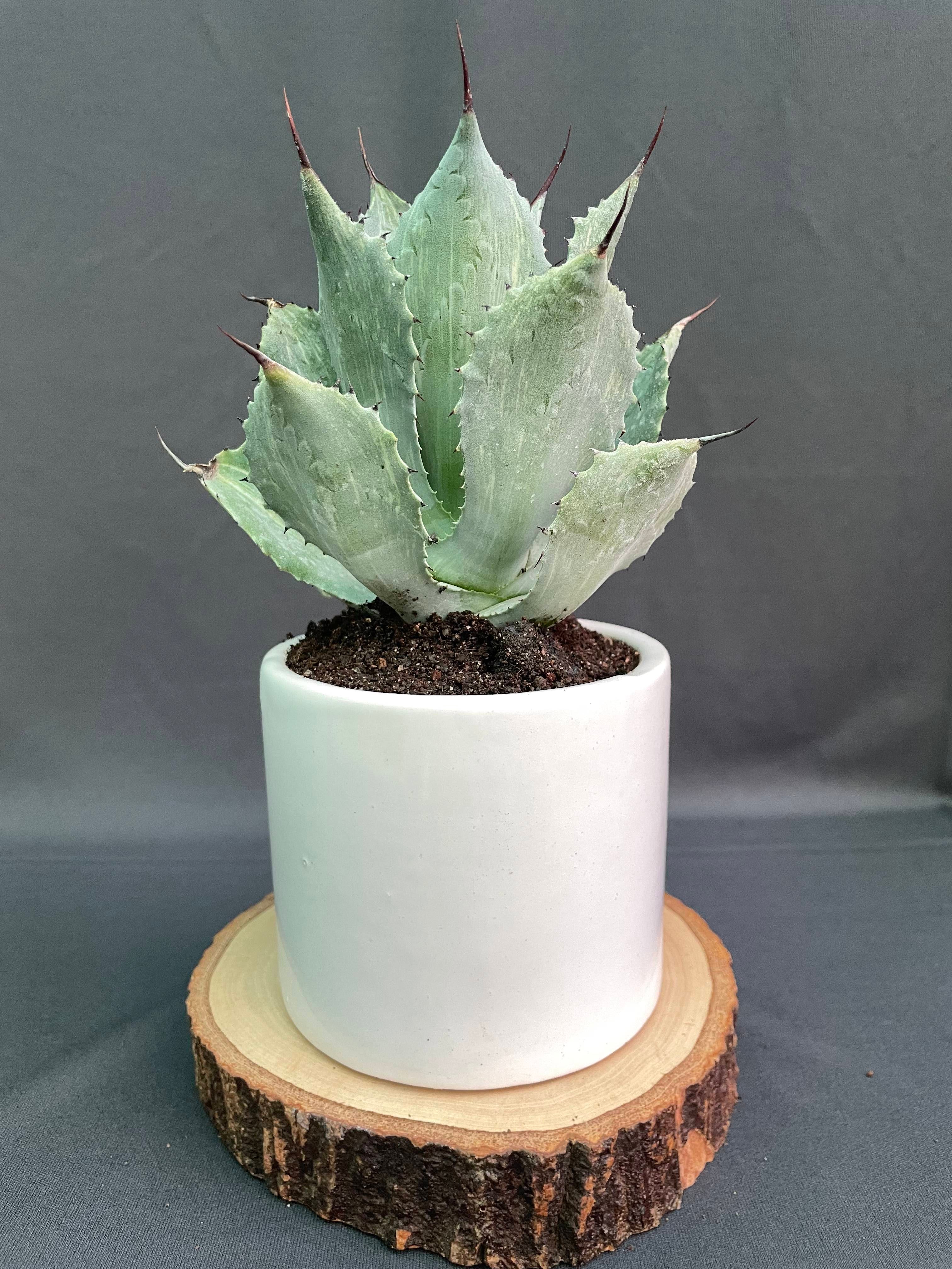 Agave Potatorum Striata Varigated