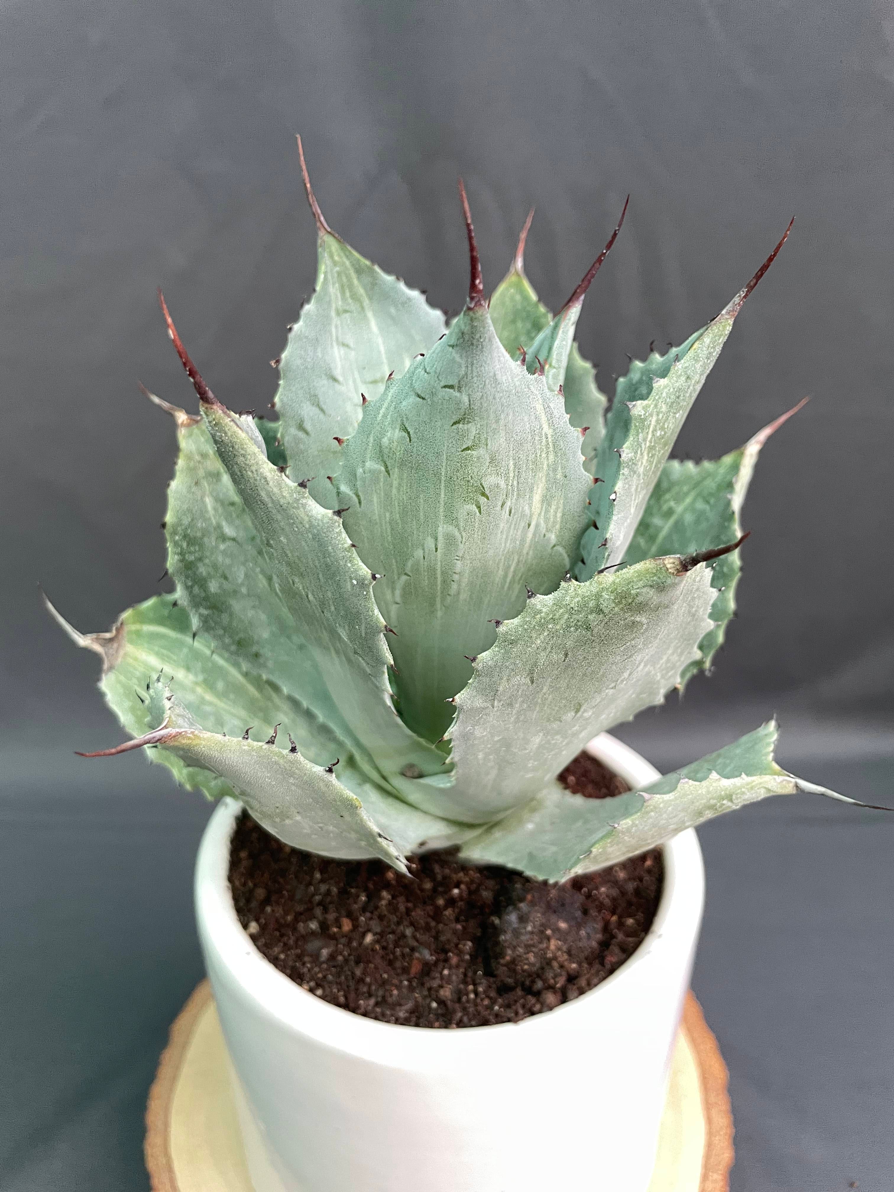 Agave Potatorum Striata Varigated