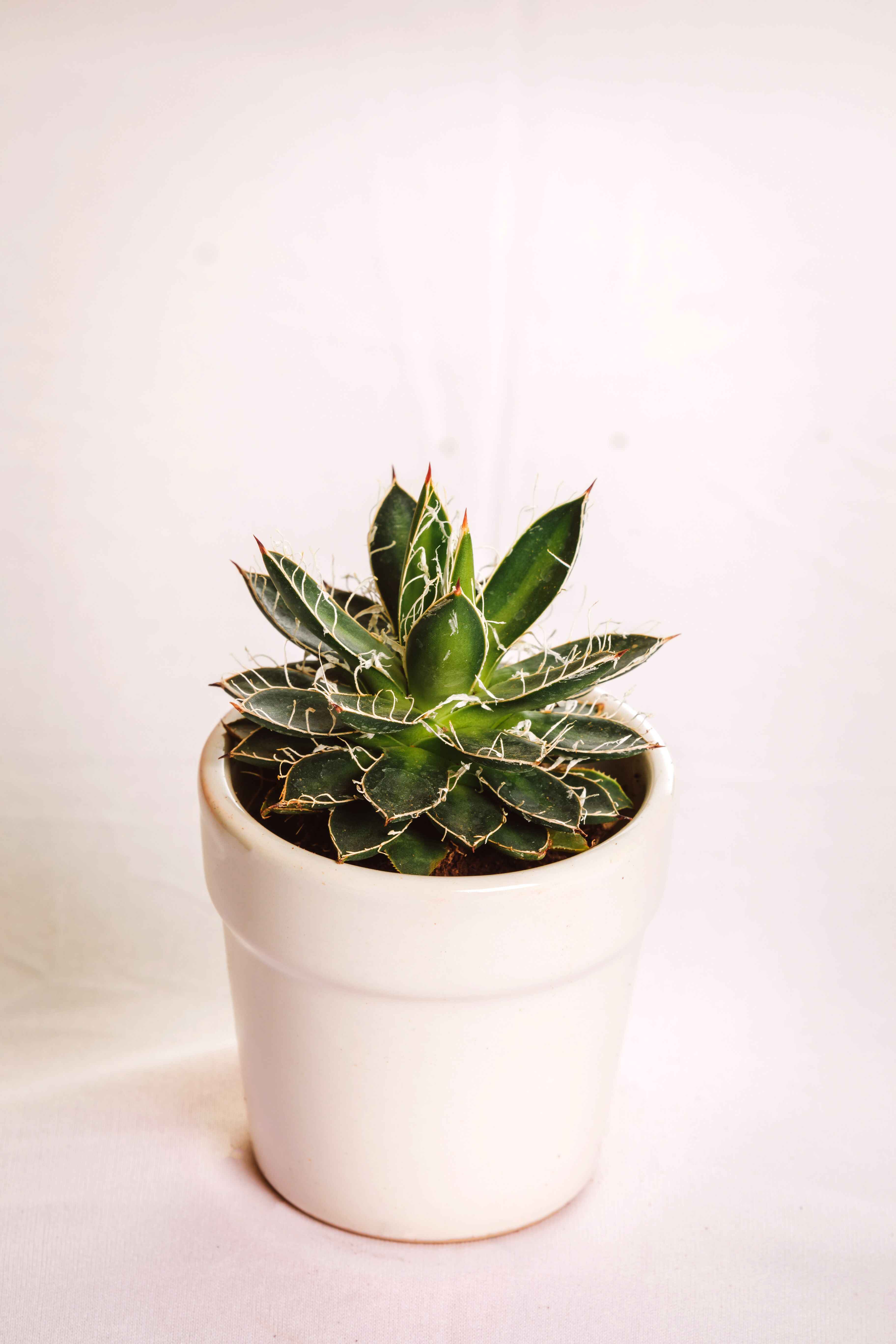 Agave Schidigera Compacta