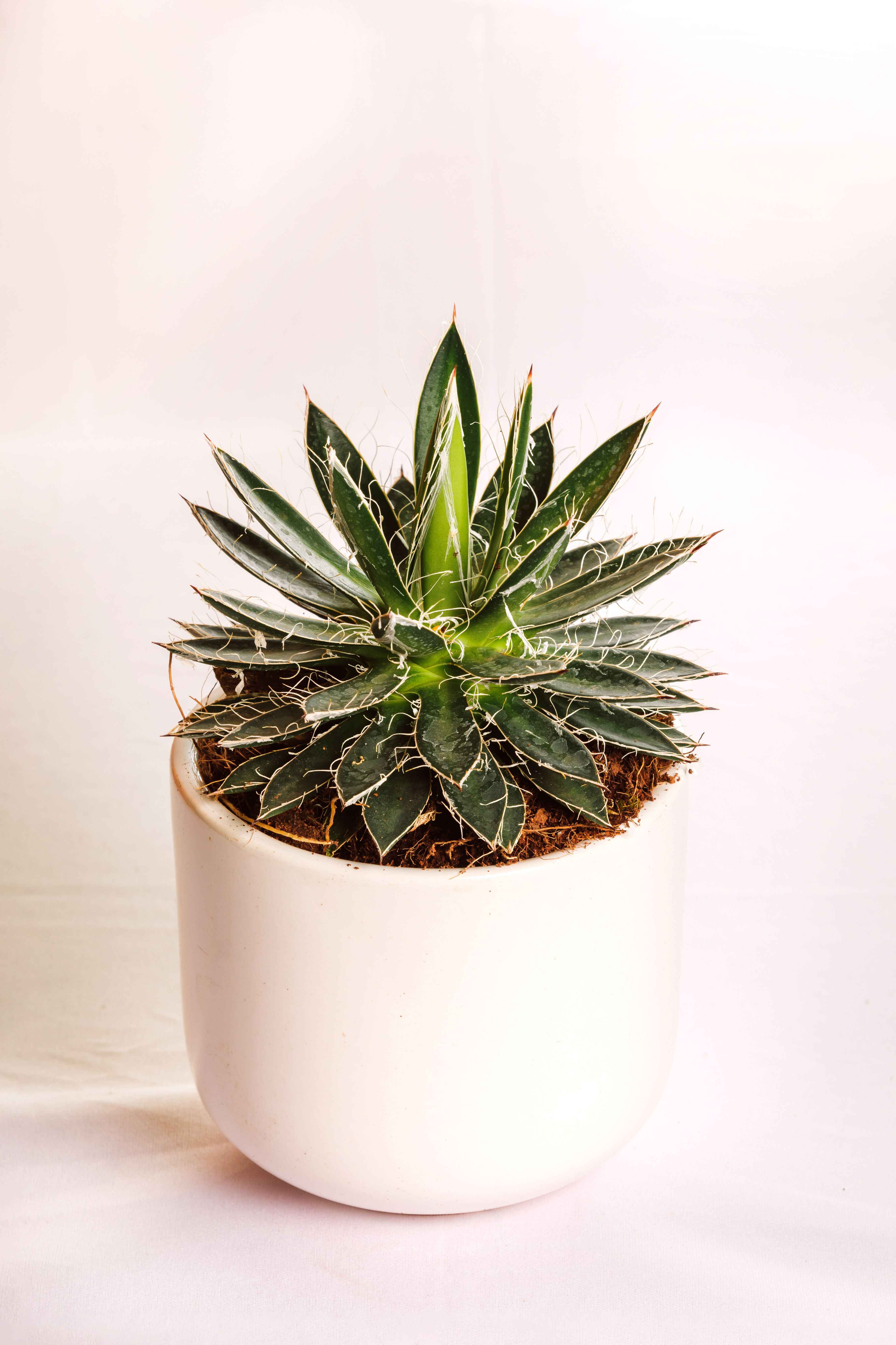 Agave Schidigera Compacta Big