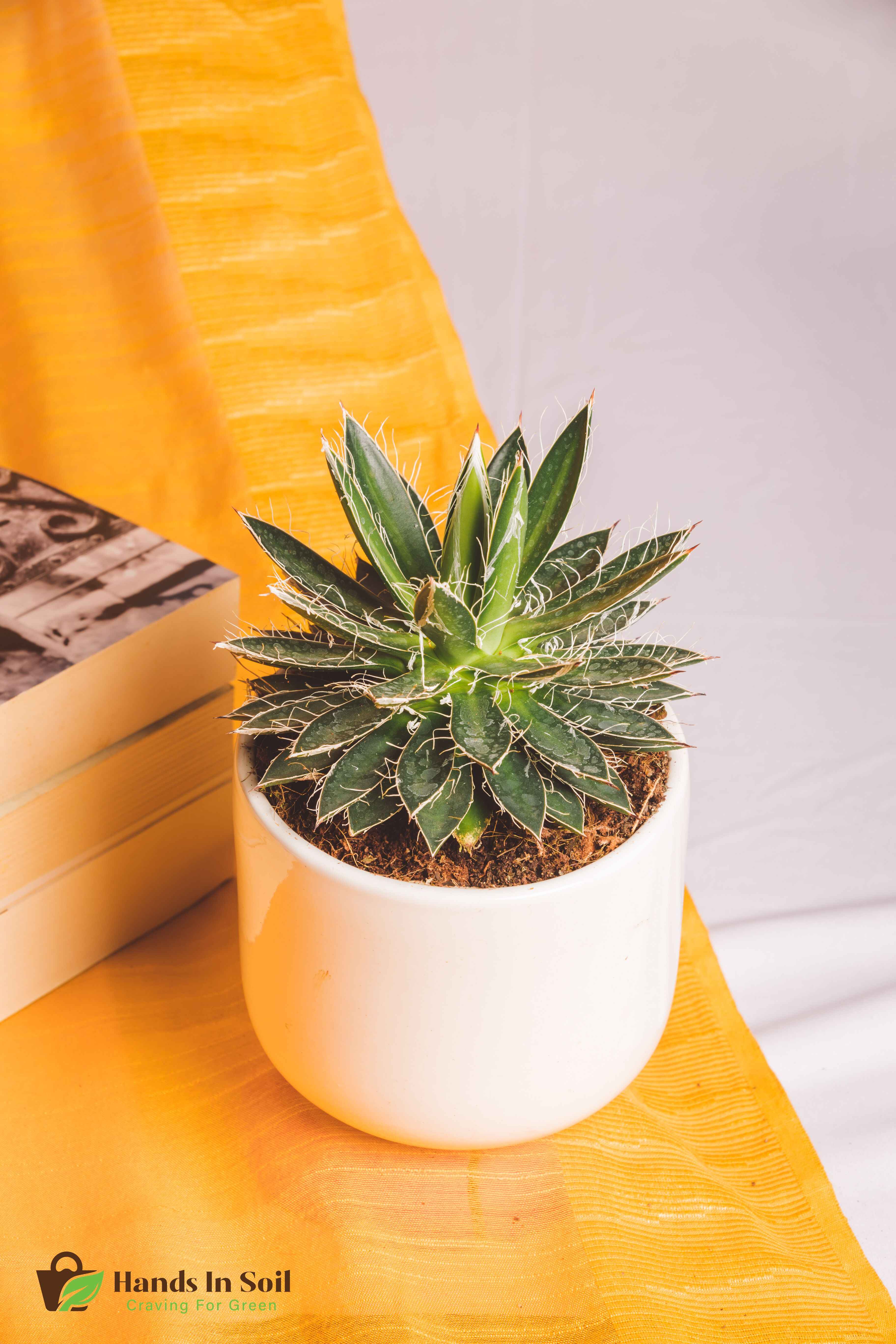 Agave Schidigera Compacta Big