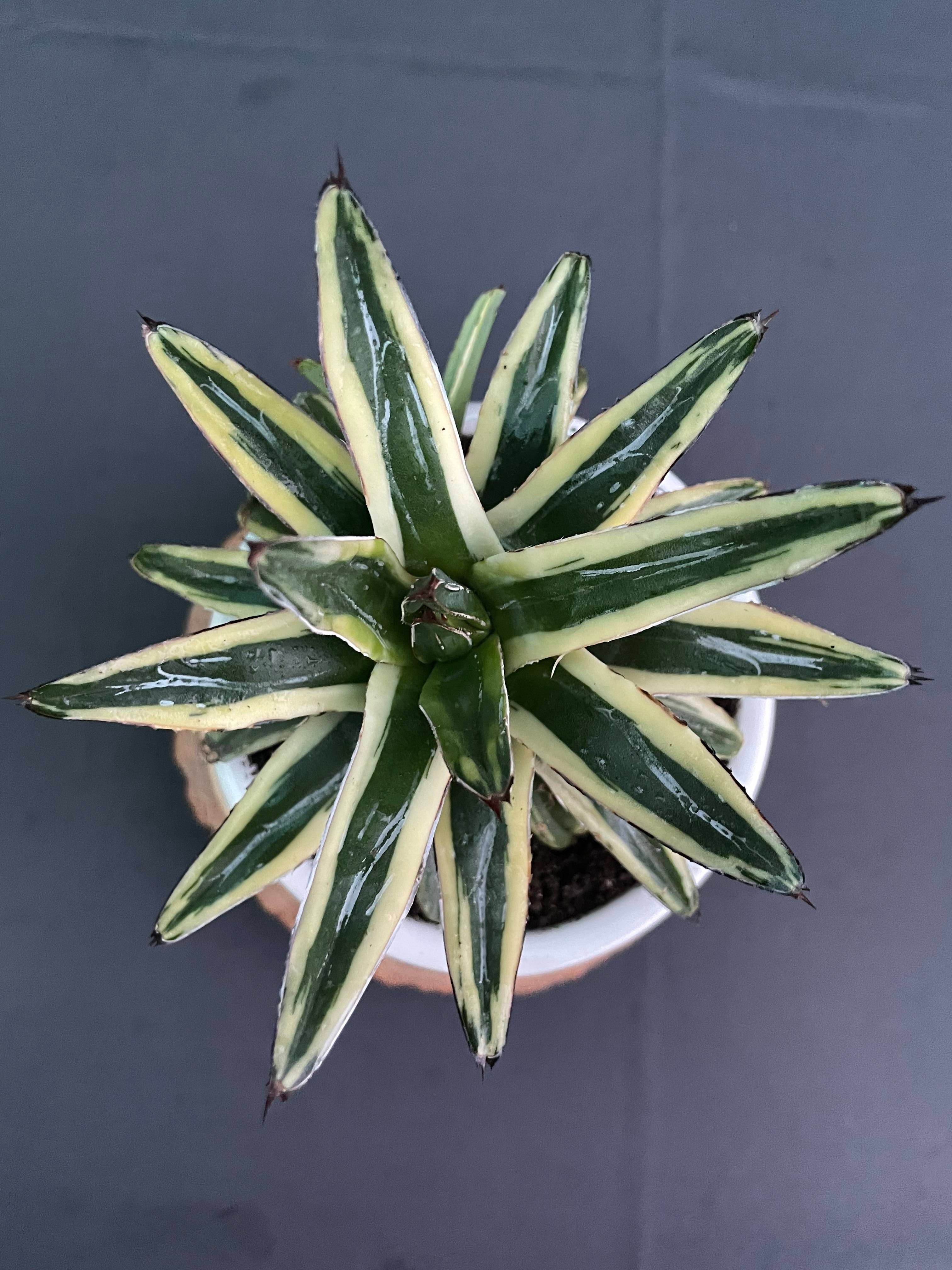 Agave Victoria-Reginae Cv Thunder And Light