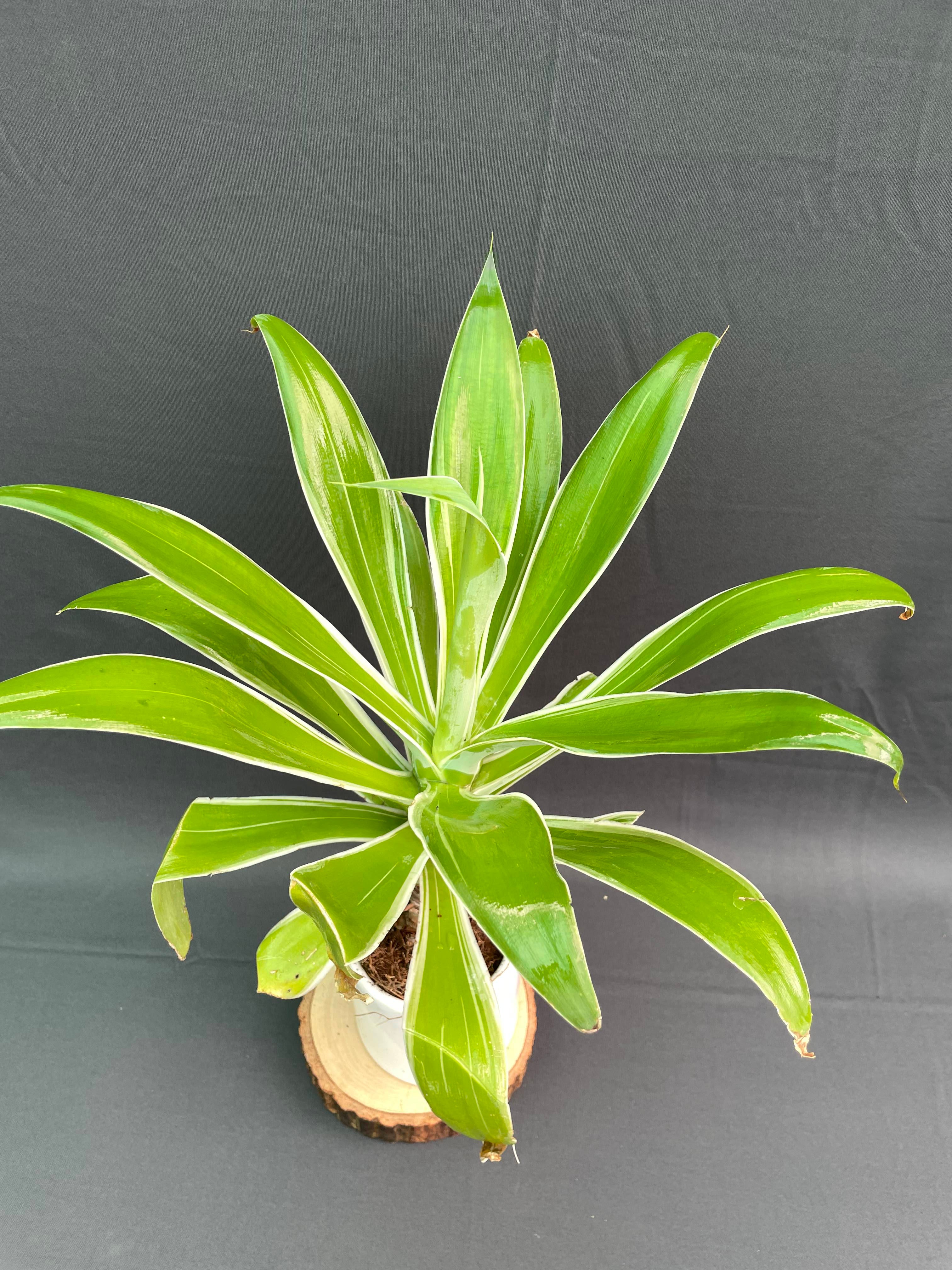 Agave attenuata Ray of Light