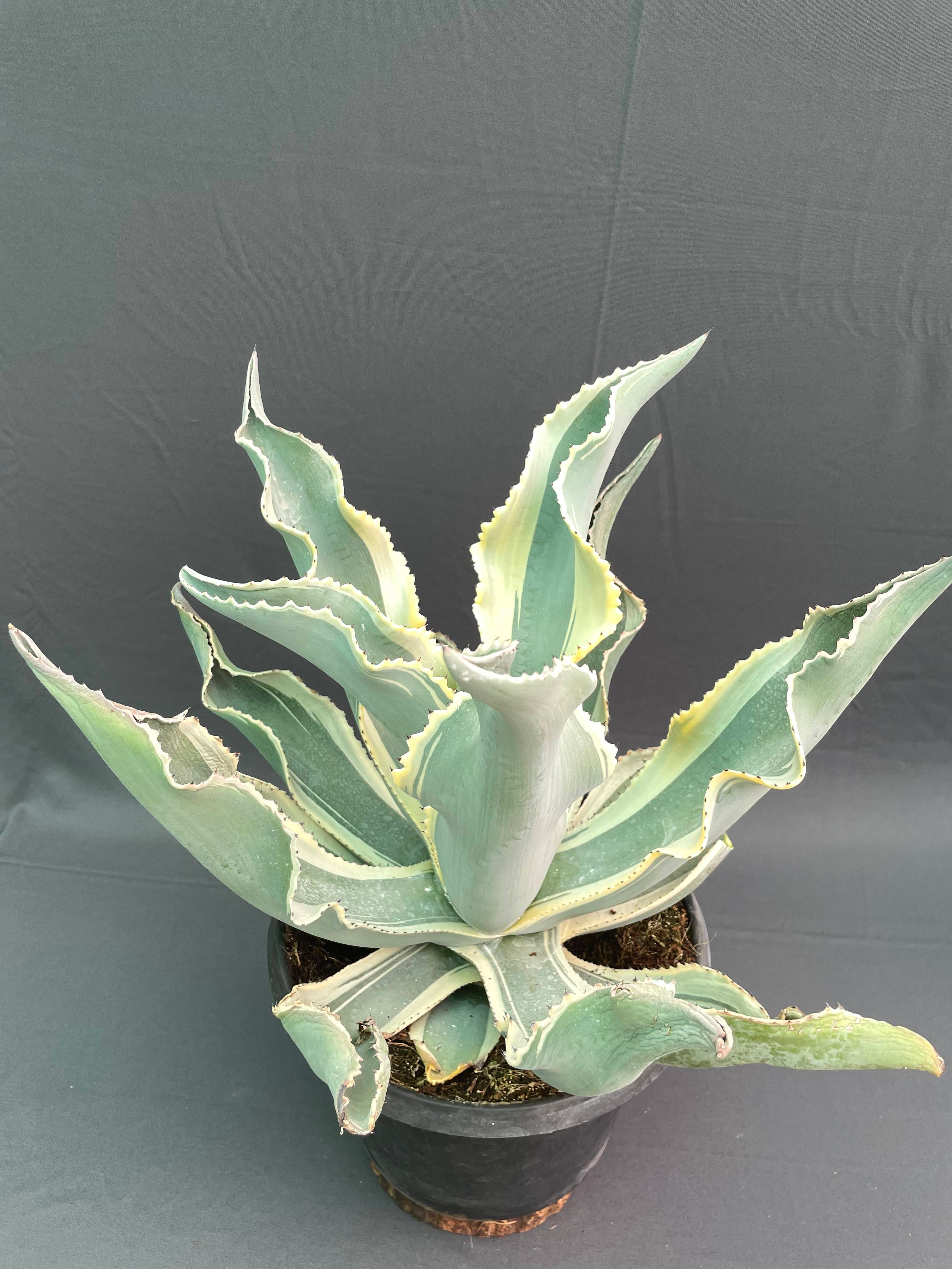 Agave Gypsophila 'Ivory Curls'  Hands In Soil