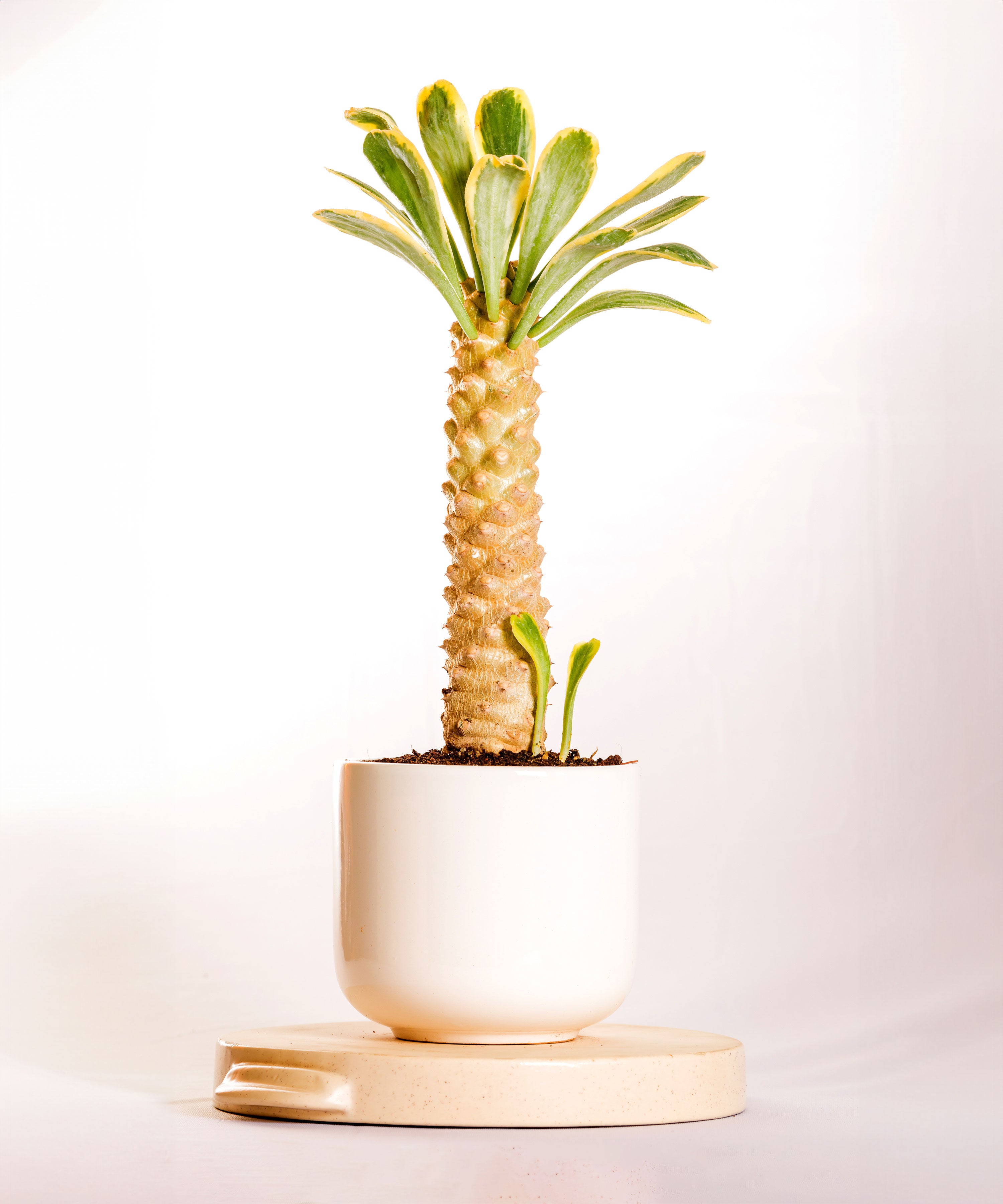 Euphorbia Poissonii Variegated – Hands In Soil