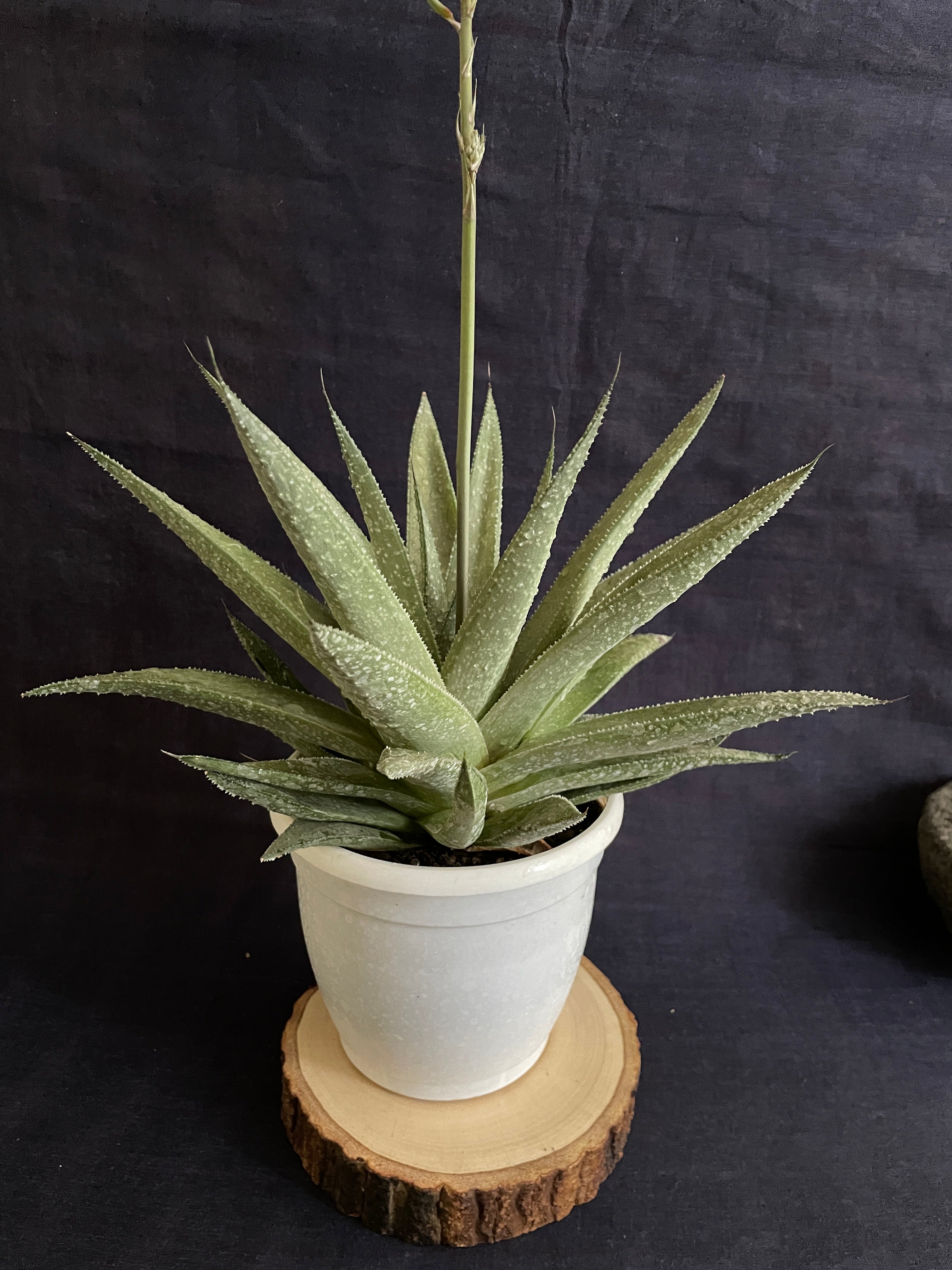 Gasteraloe Silver Swirl