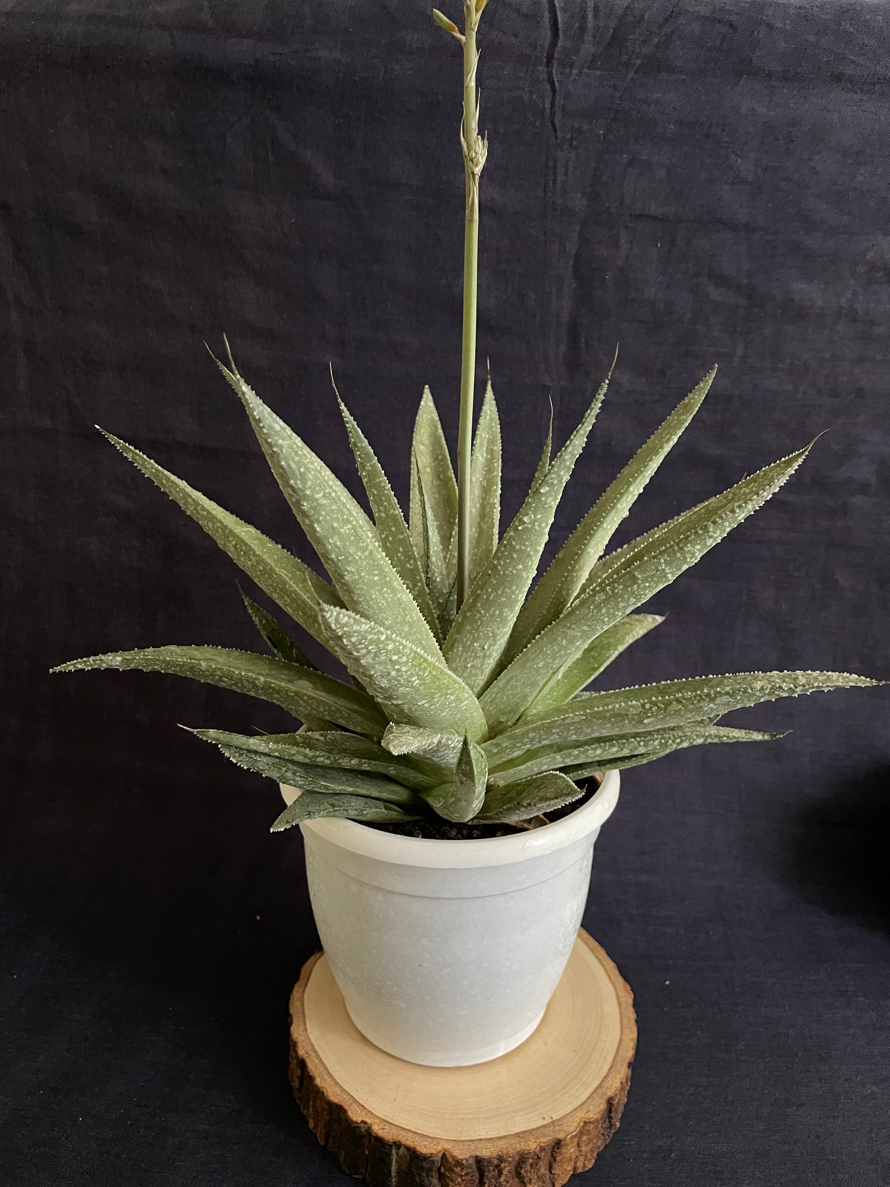 Gasteraloe Silver Swirl