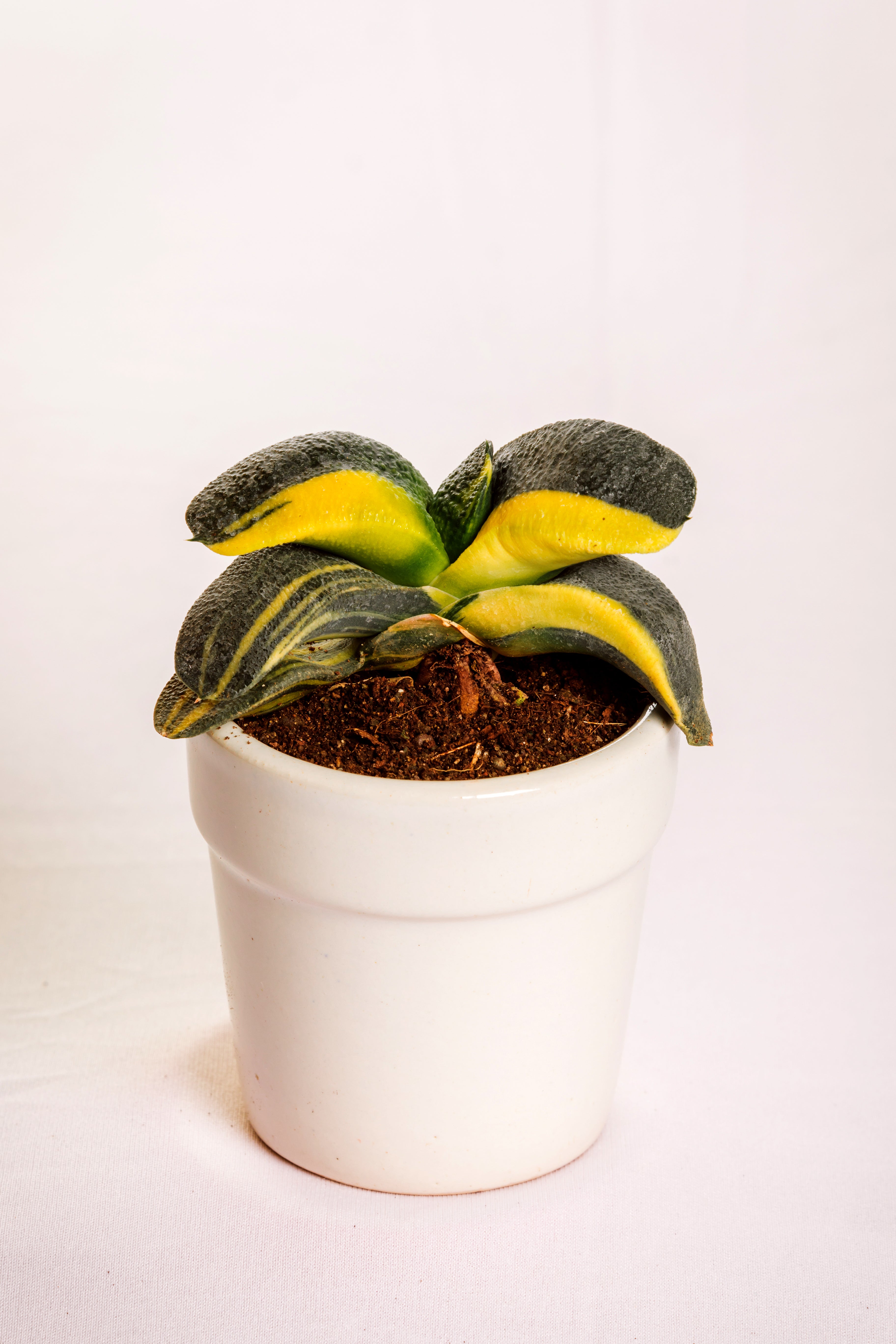 Gasteria Armstrongii Varigated