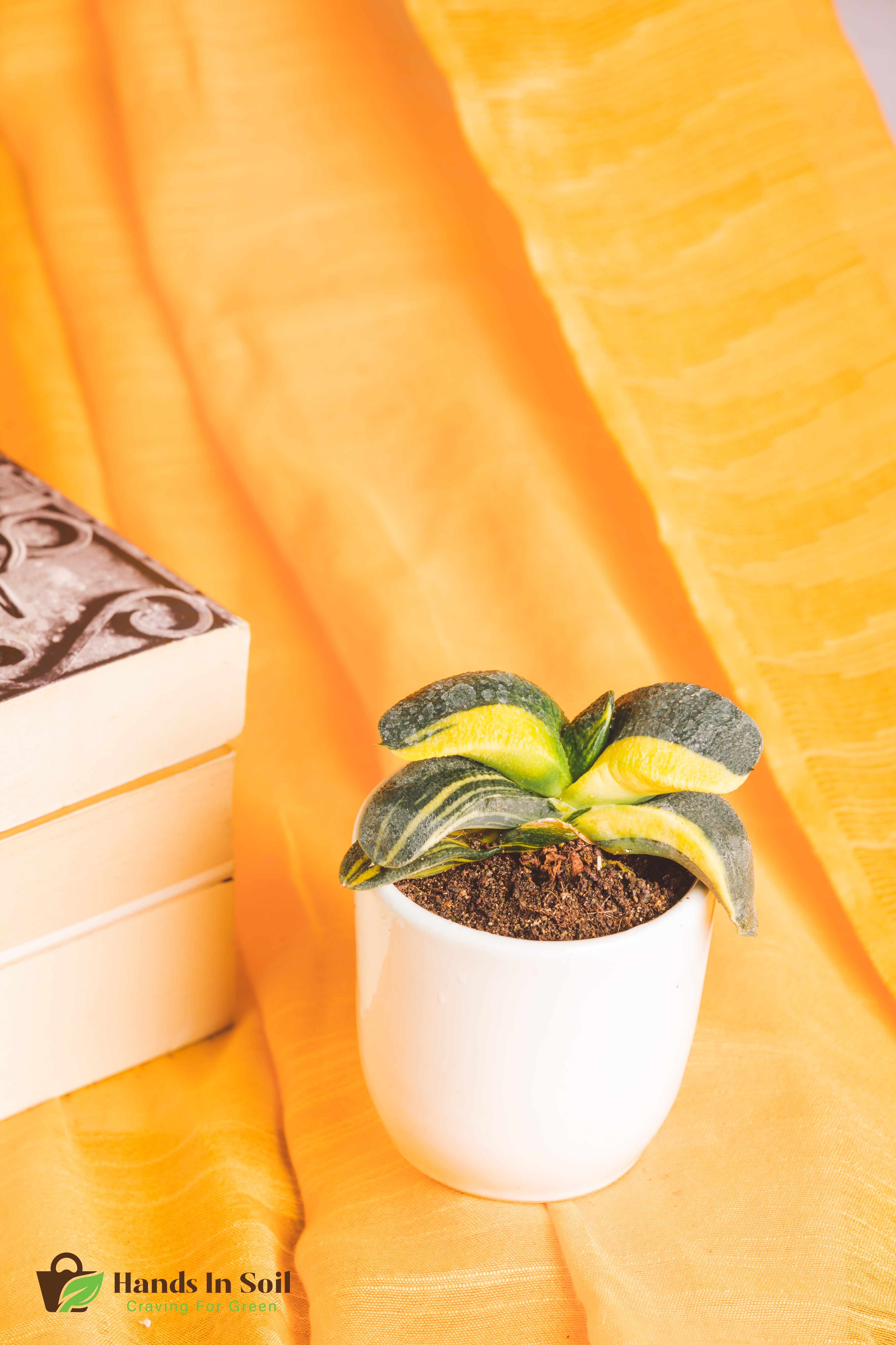 Gasteria Armstrongii Varigated