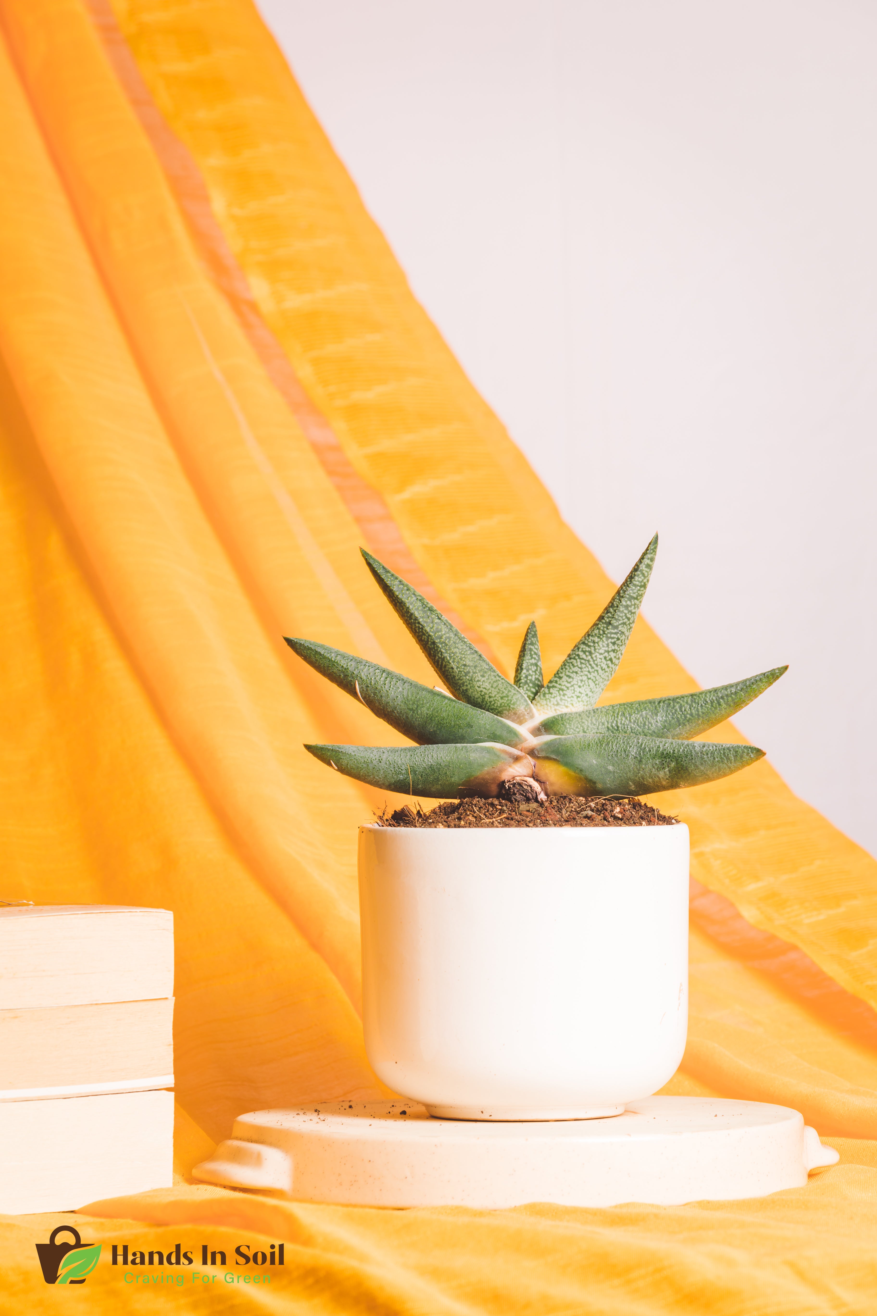 Gasteria Carinata Snow White Hybrid