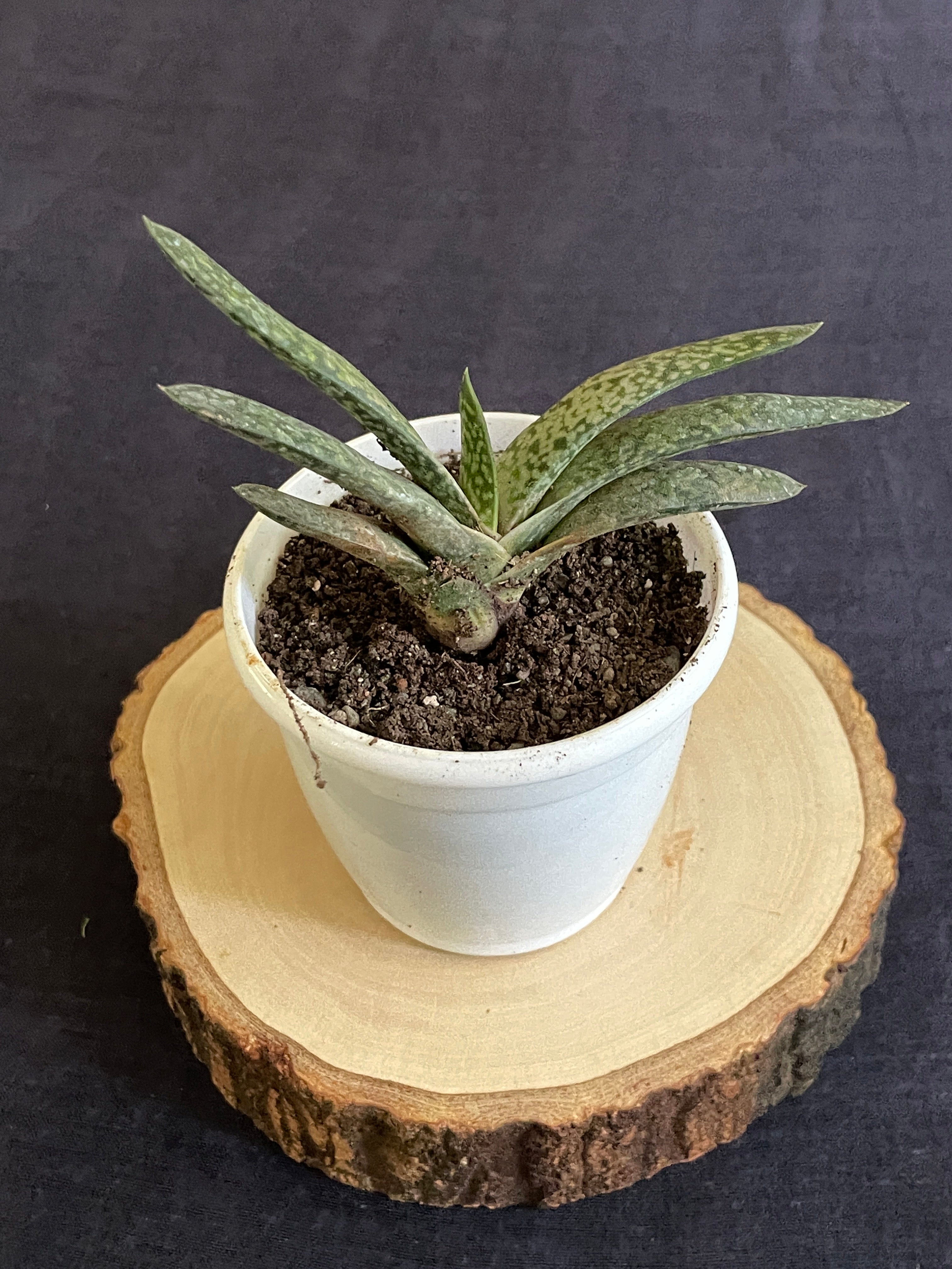 Gasteria Obliqua Single
