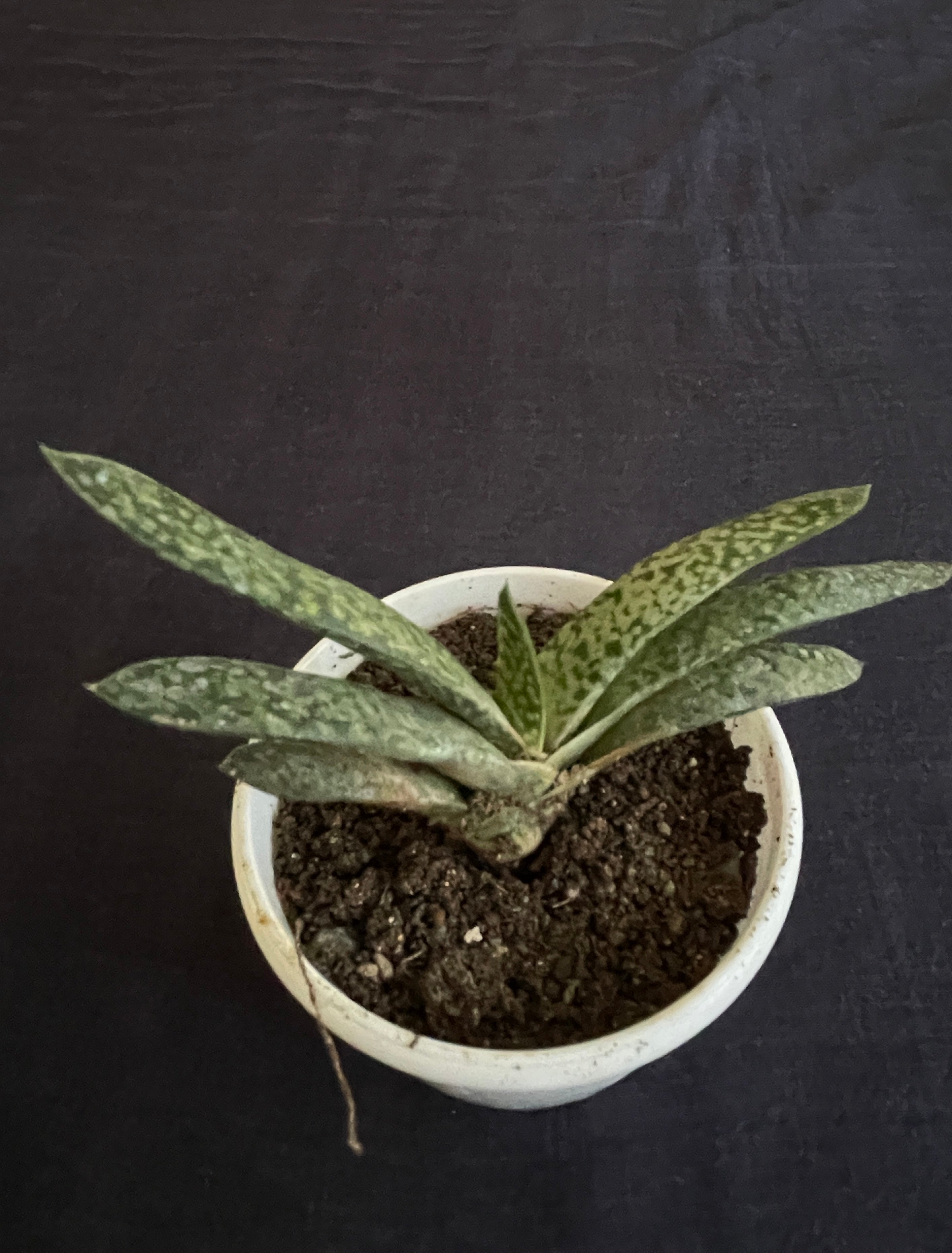Gasteria Obliqua Single
