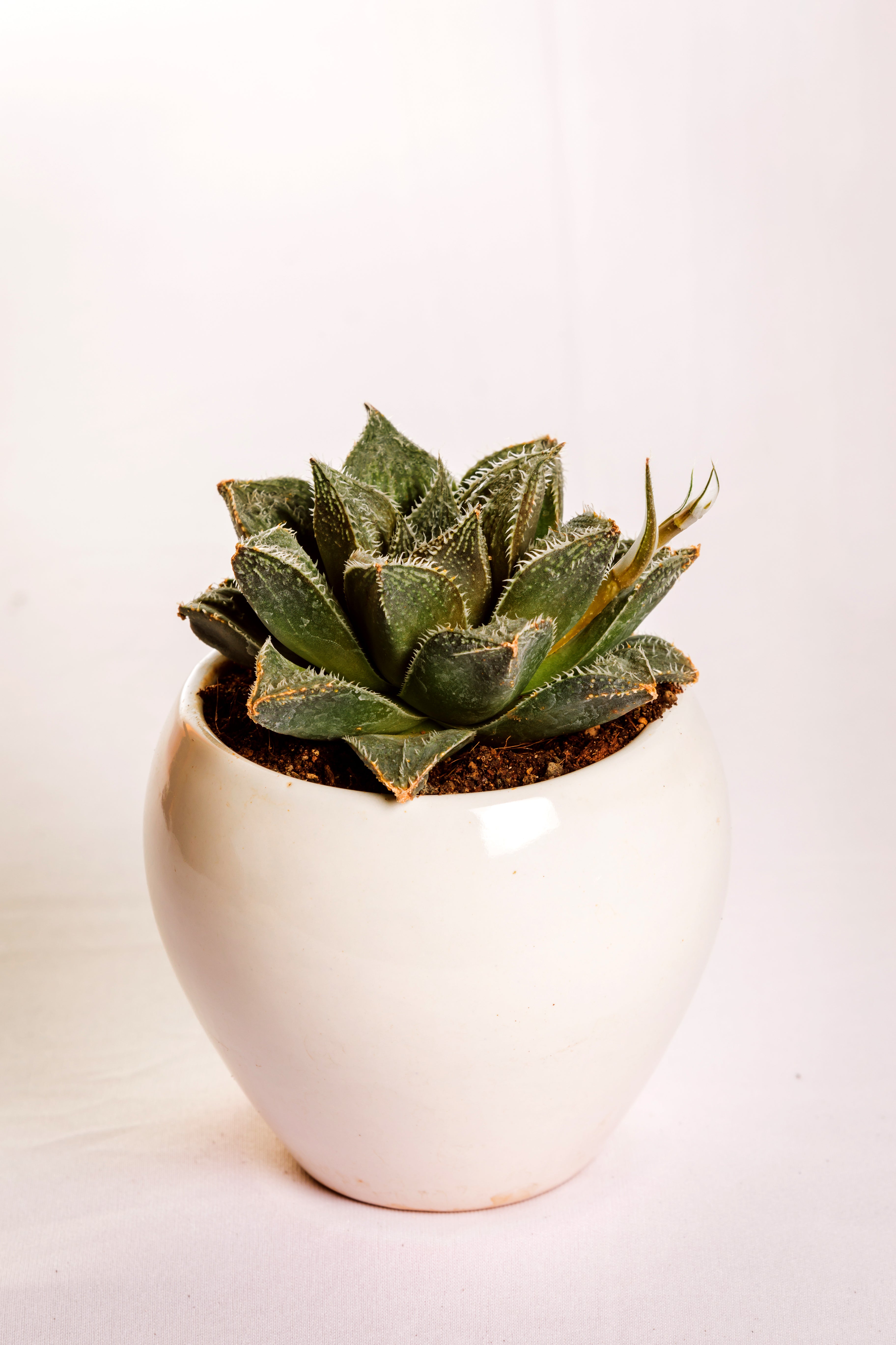 Haworthia Hairy 7