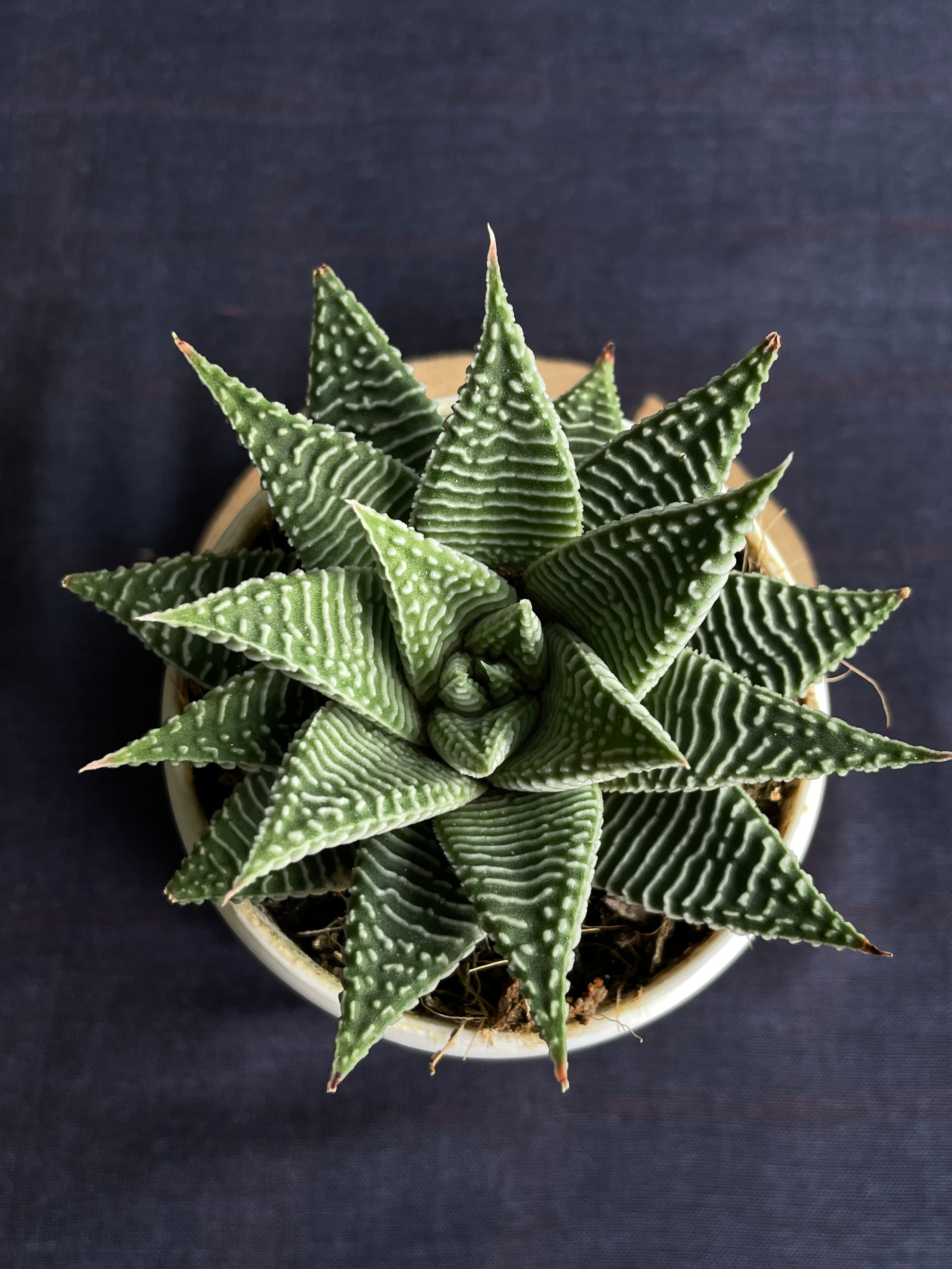 Haworthia Spider White