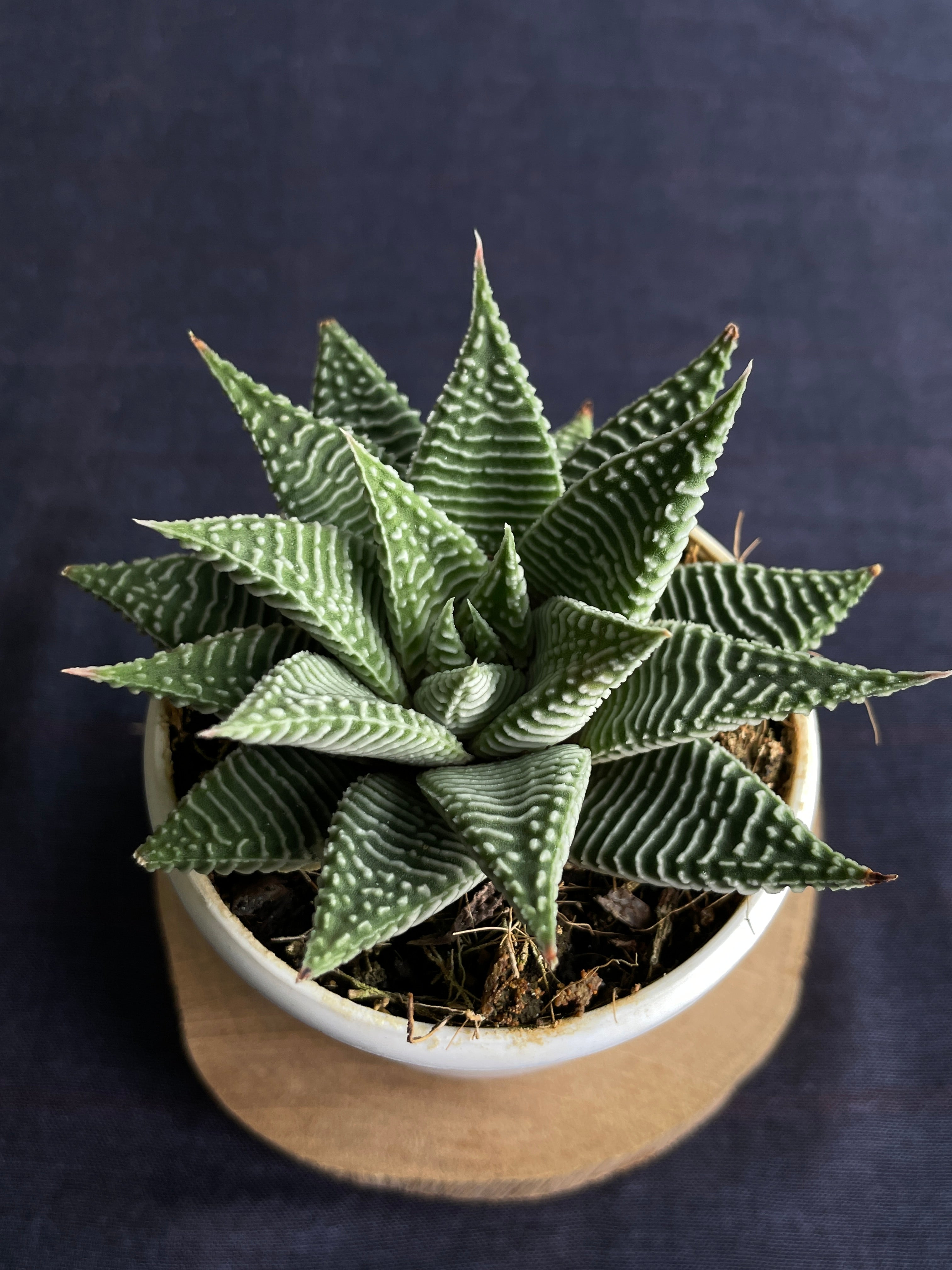 Haworthia Spider White