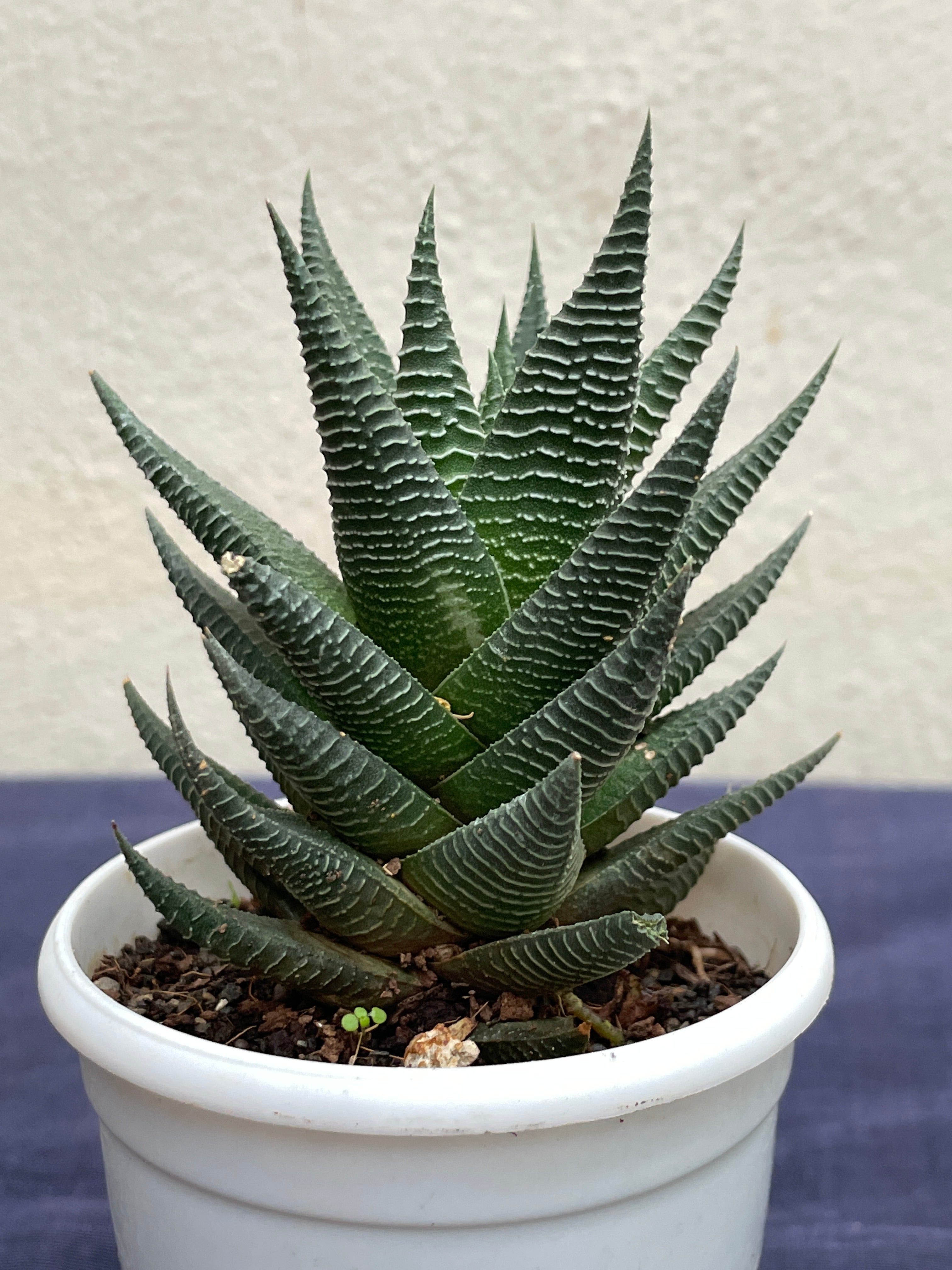 Haworthia Limifolia Fairy Washboard