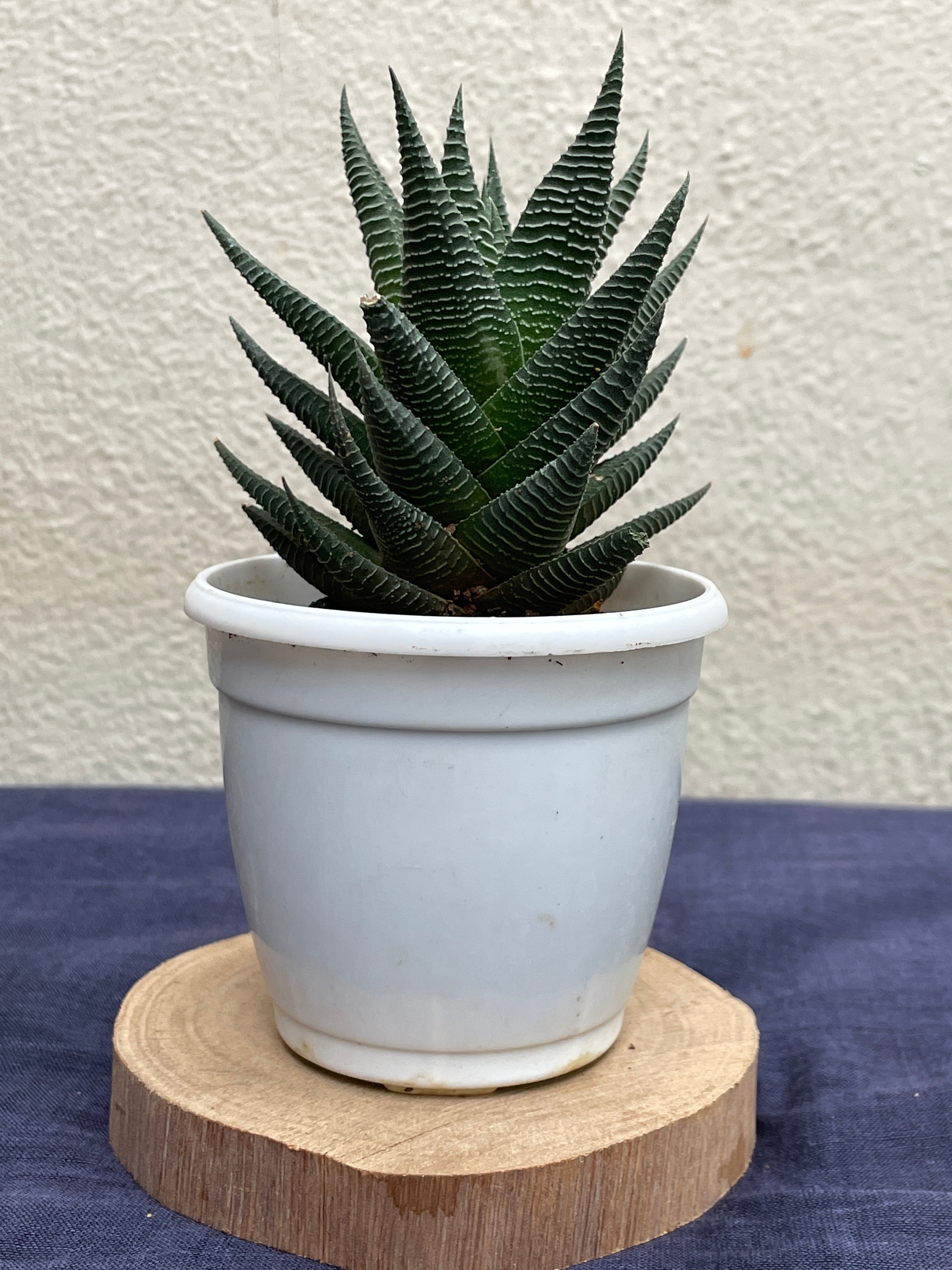 Haworthia Limifolia Fairy Washboard