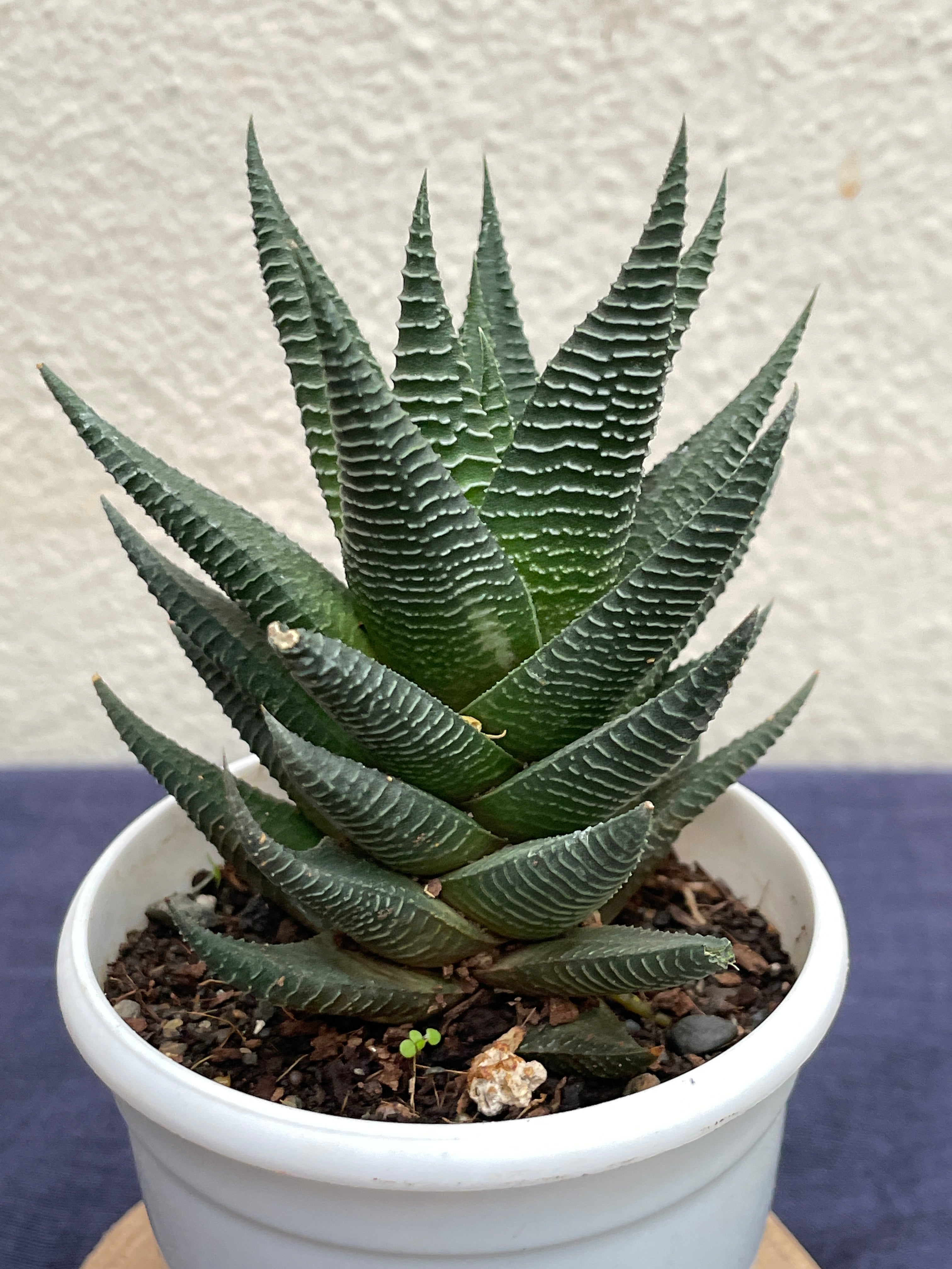Haworthia Limifolia Fairy Washboard