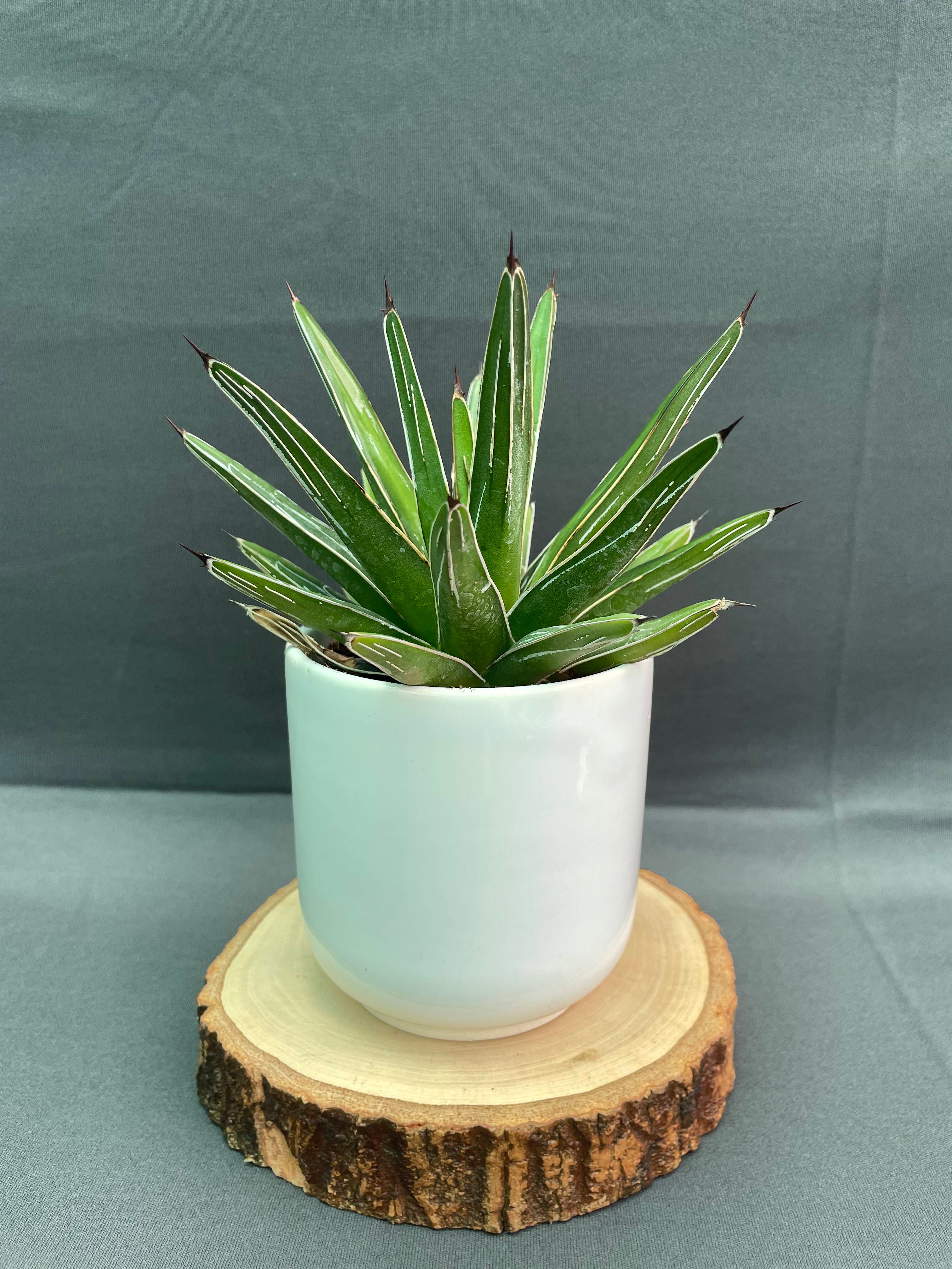Agave Victoria Reginae White Varigated Small