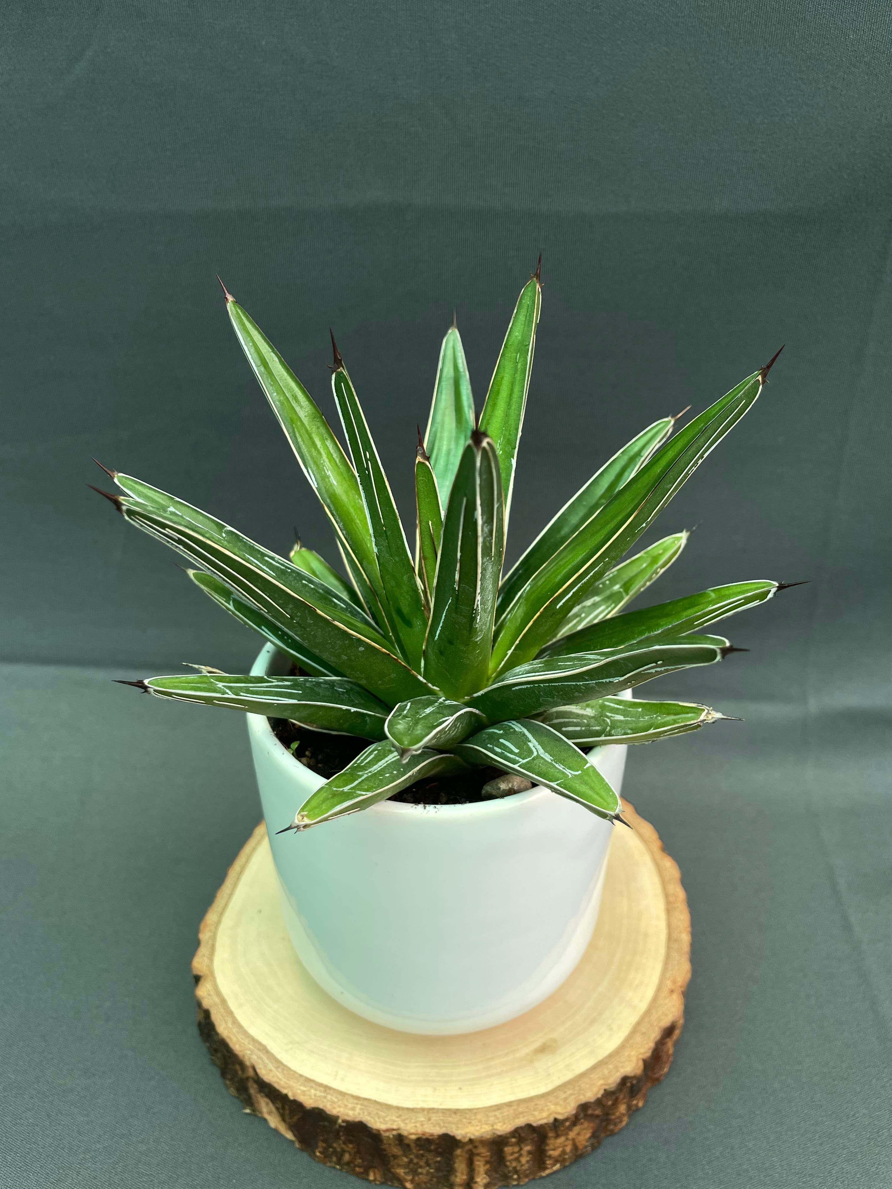 Agave Victoria Reginae White Varigated Small
