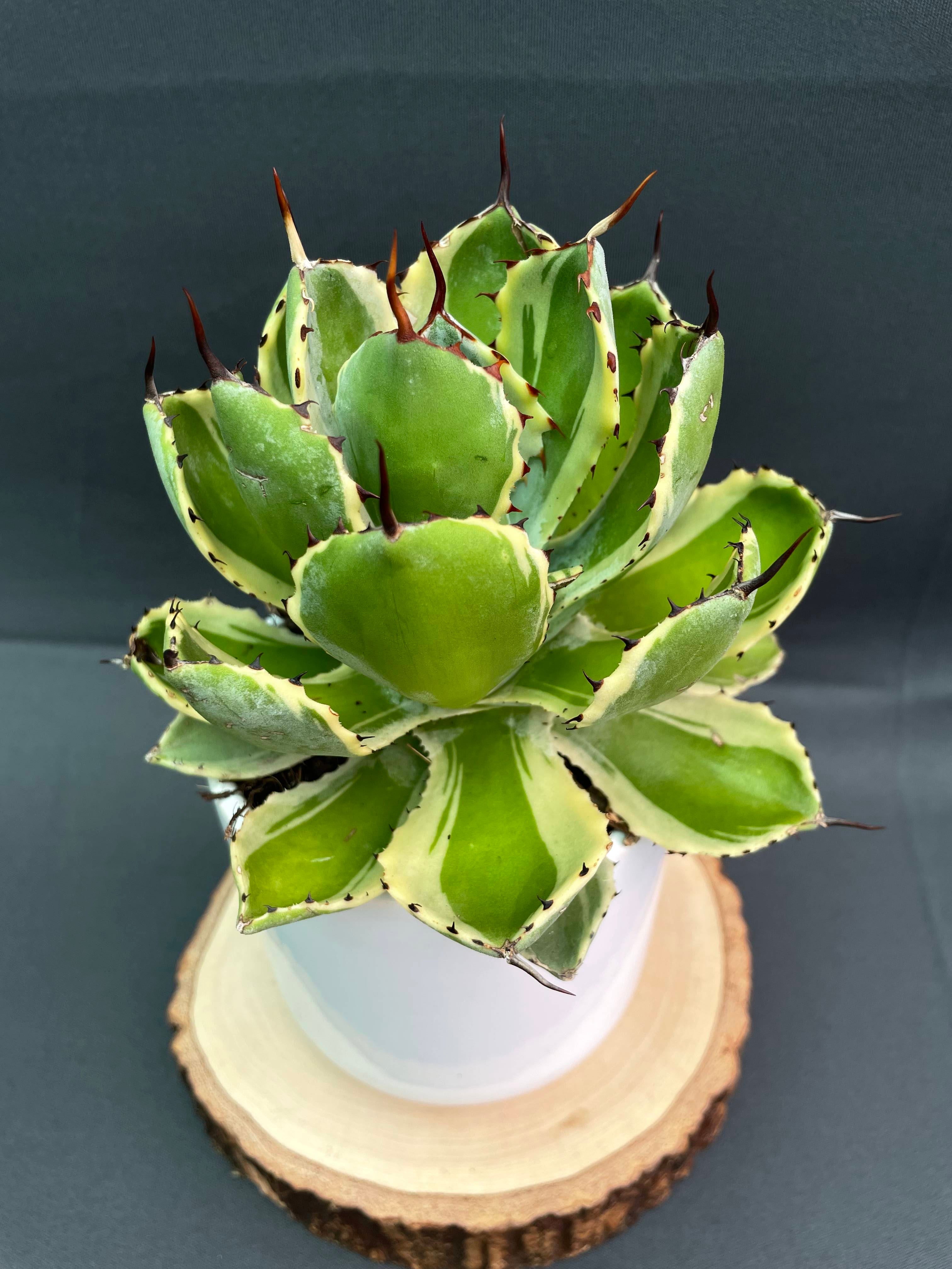 Agave Potatorum 'Kissho Kan' Variegated Medium