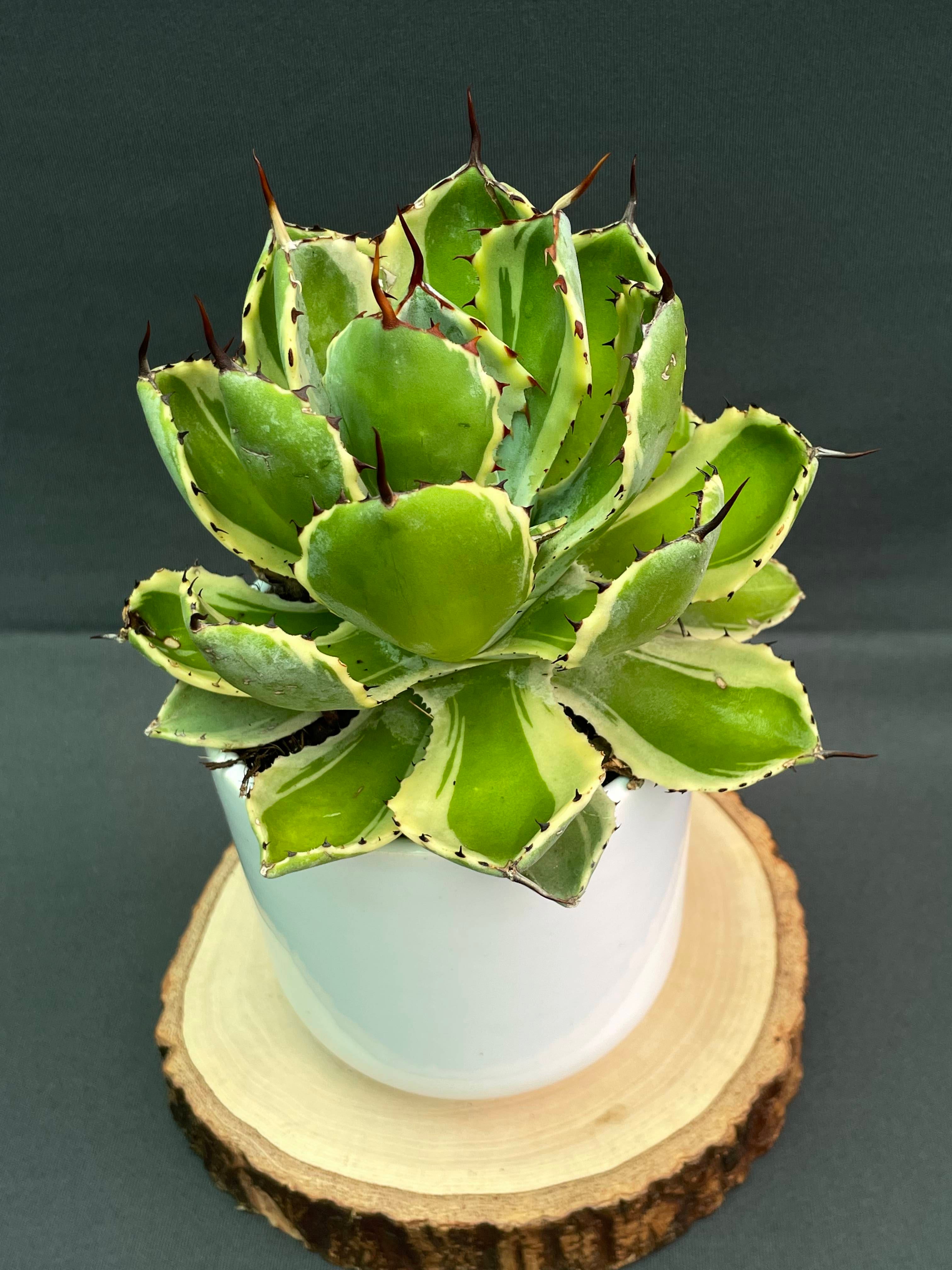 Agave Potatorum 'Kissho Kan' Variegated Medium