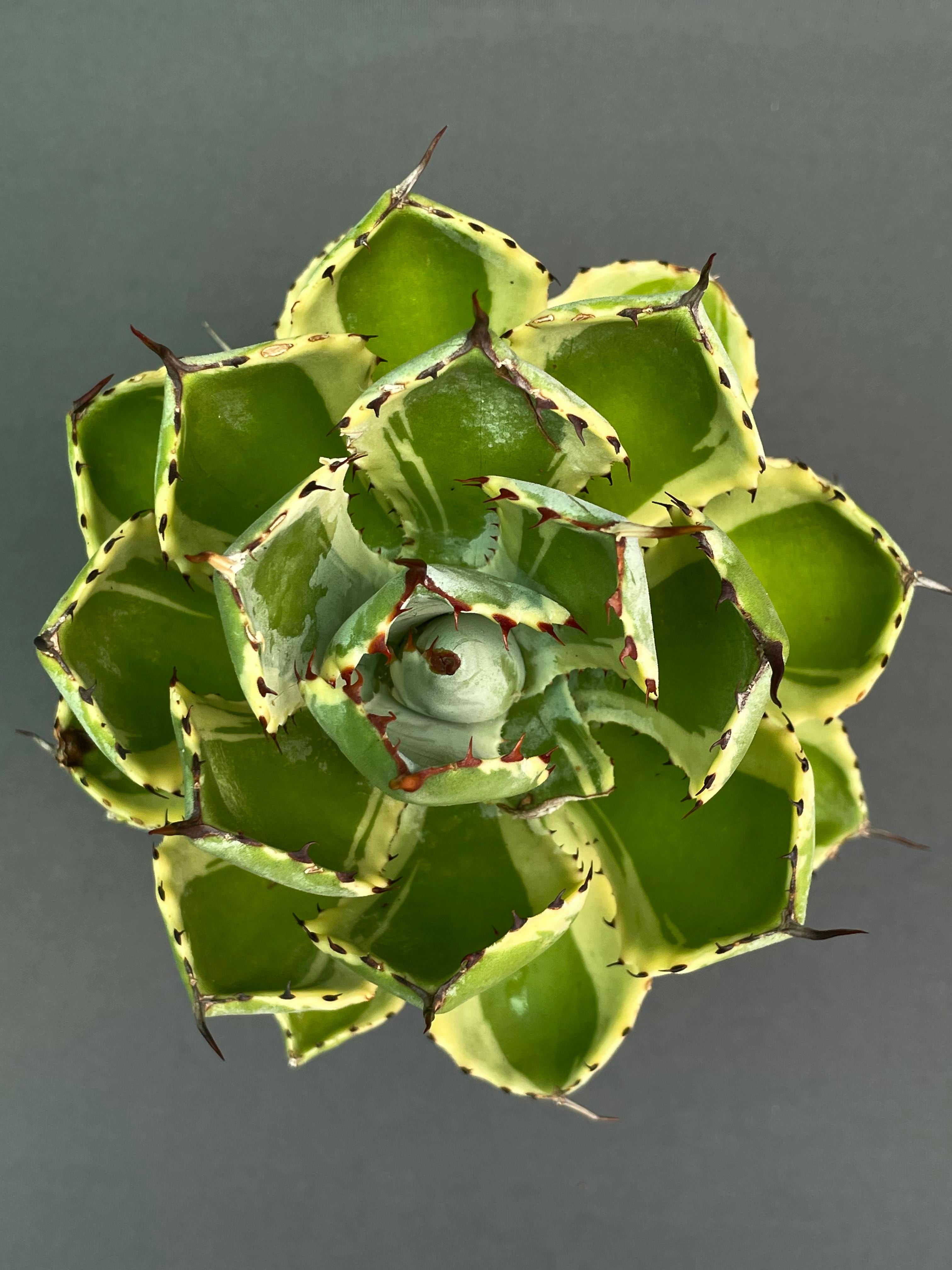 Agave Potatorum 'Kissho Kan' Variegated Medium