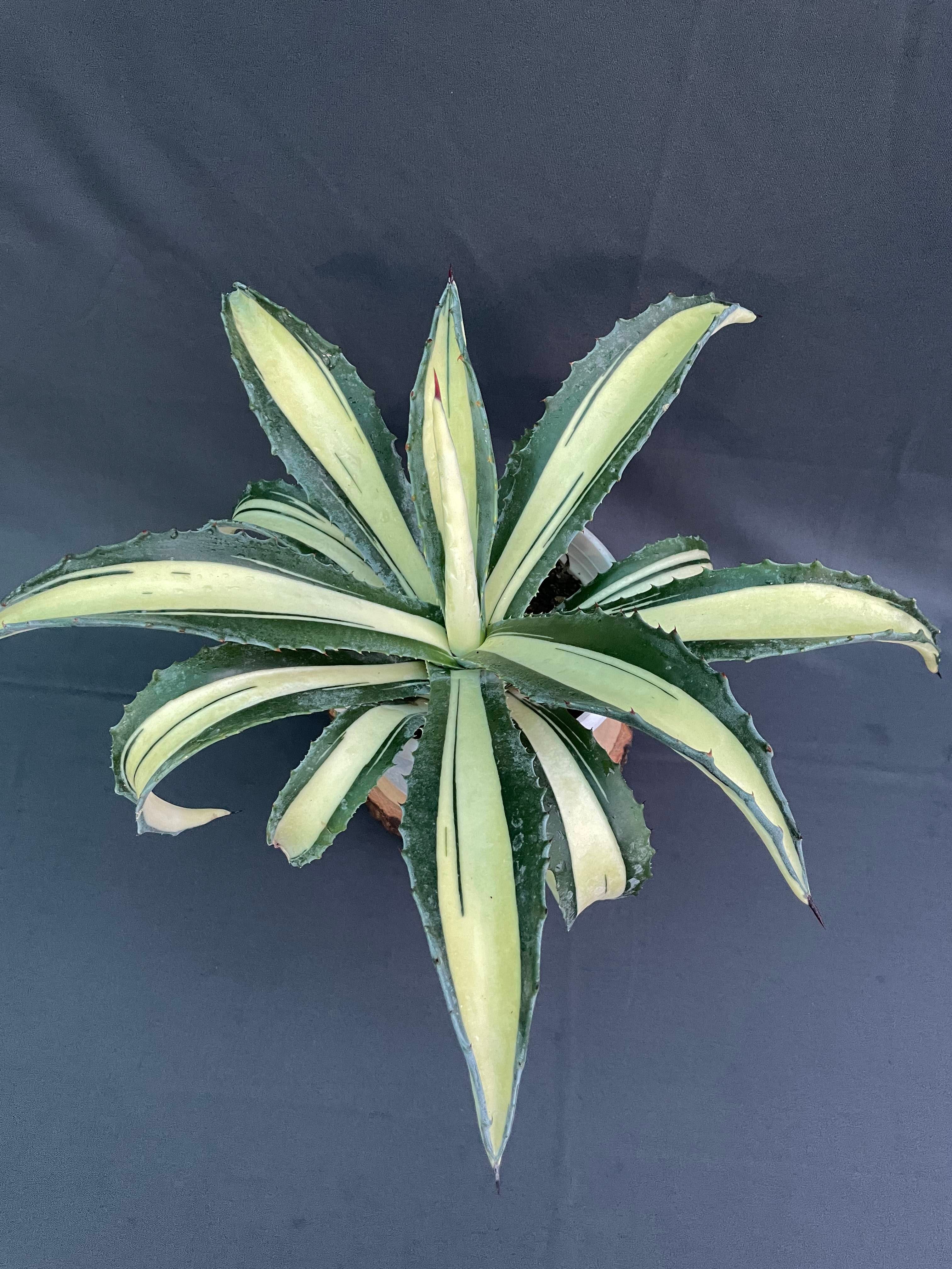 Agave Americana Mediopicta Aurea - Big